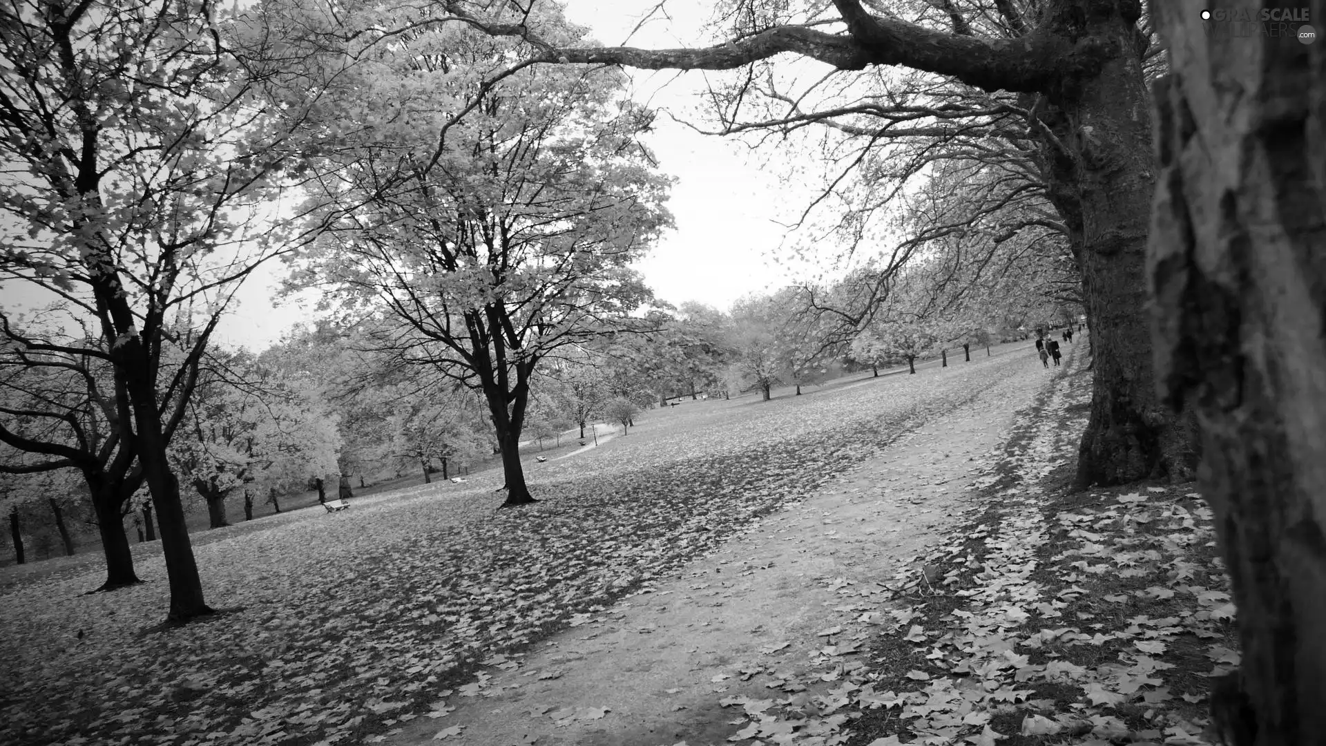 viewes, Way, Leaf, trees, autumn