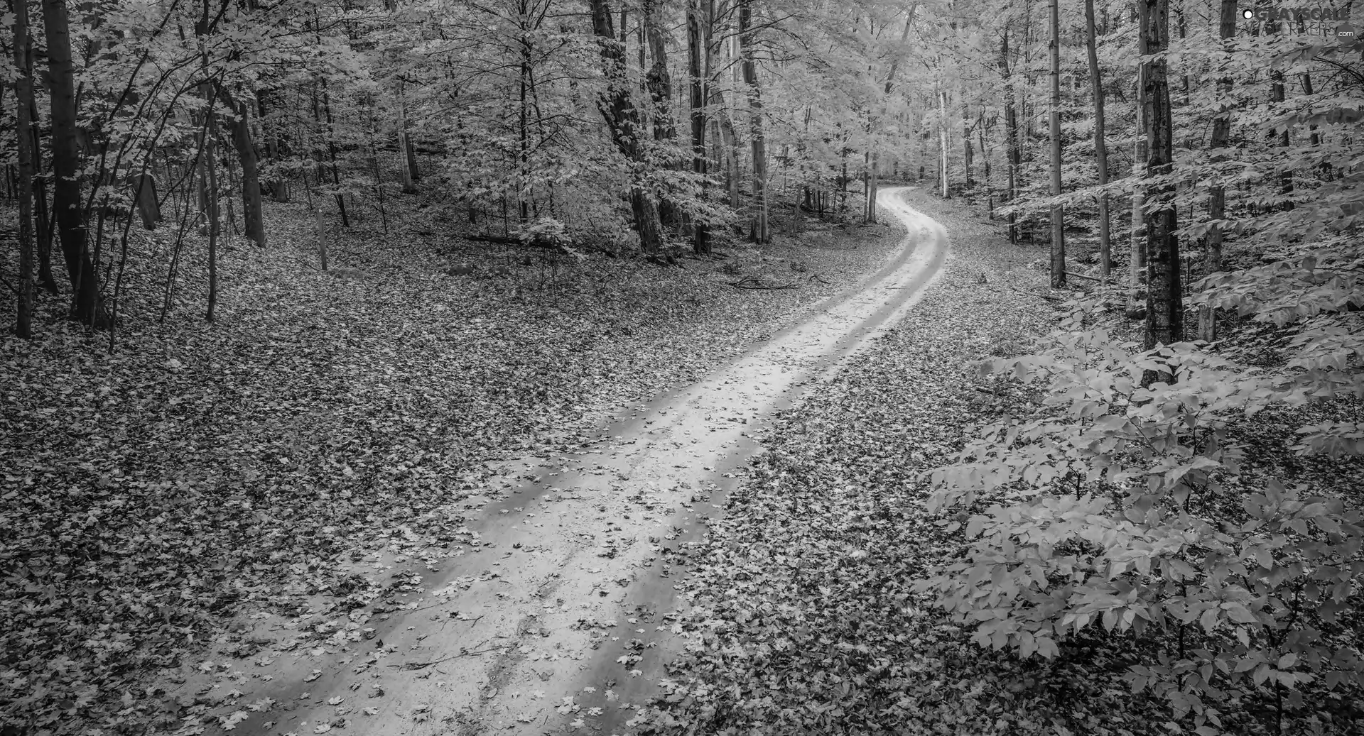 trees, viewes, Way, autumn, forest