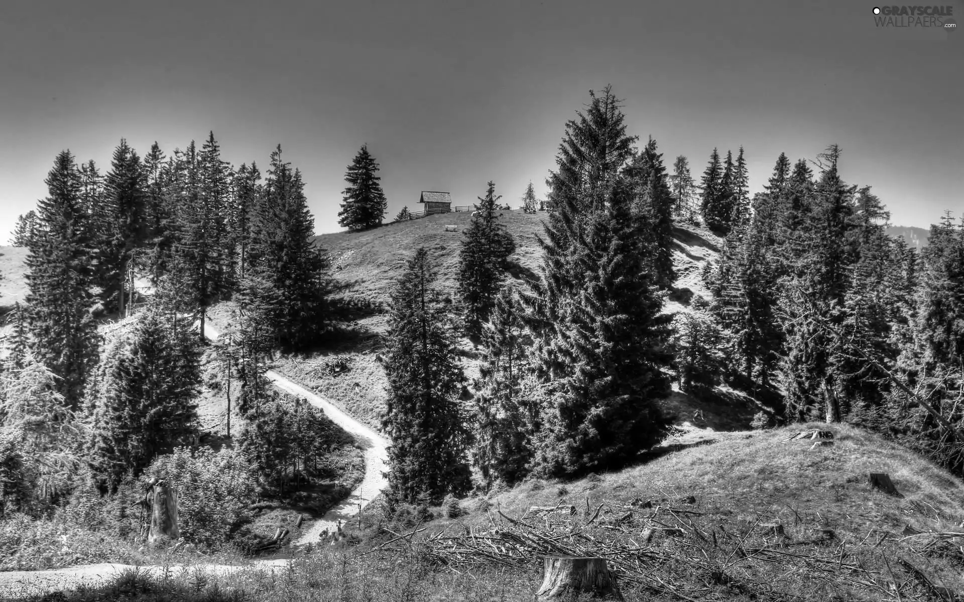 viewes, Way, Hill, trees, Home