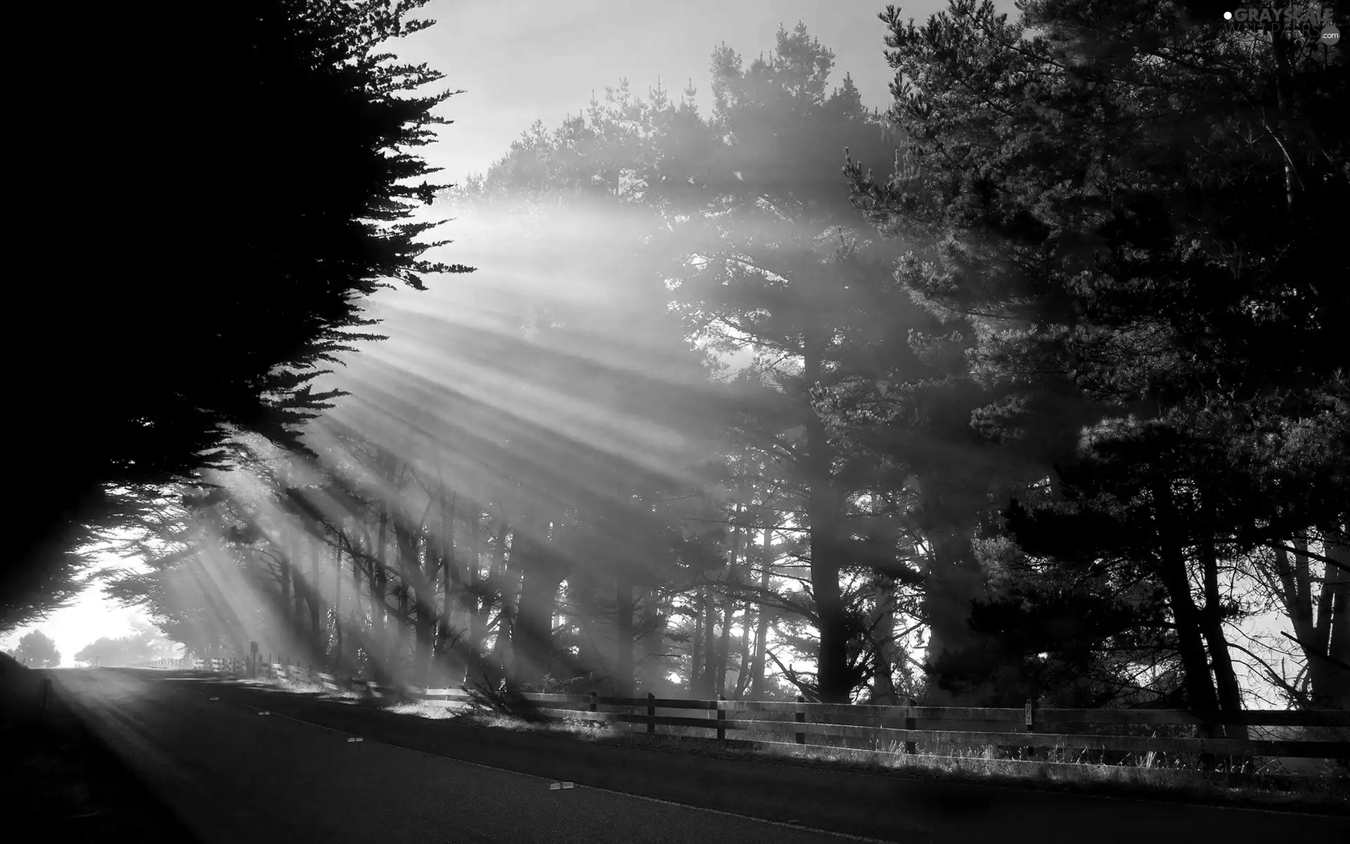 viewes, Way, sun, trees, rays