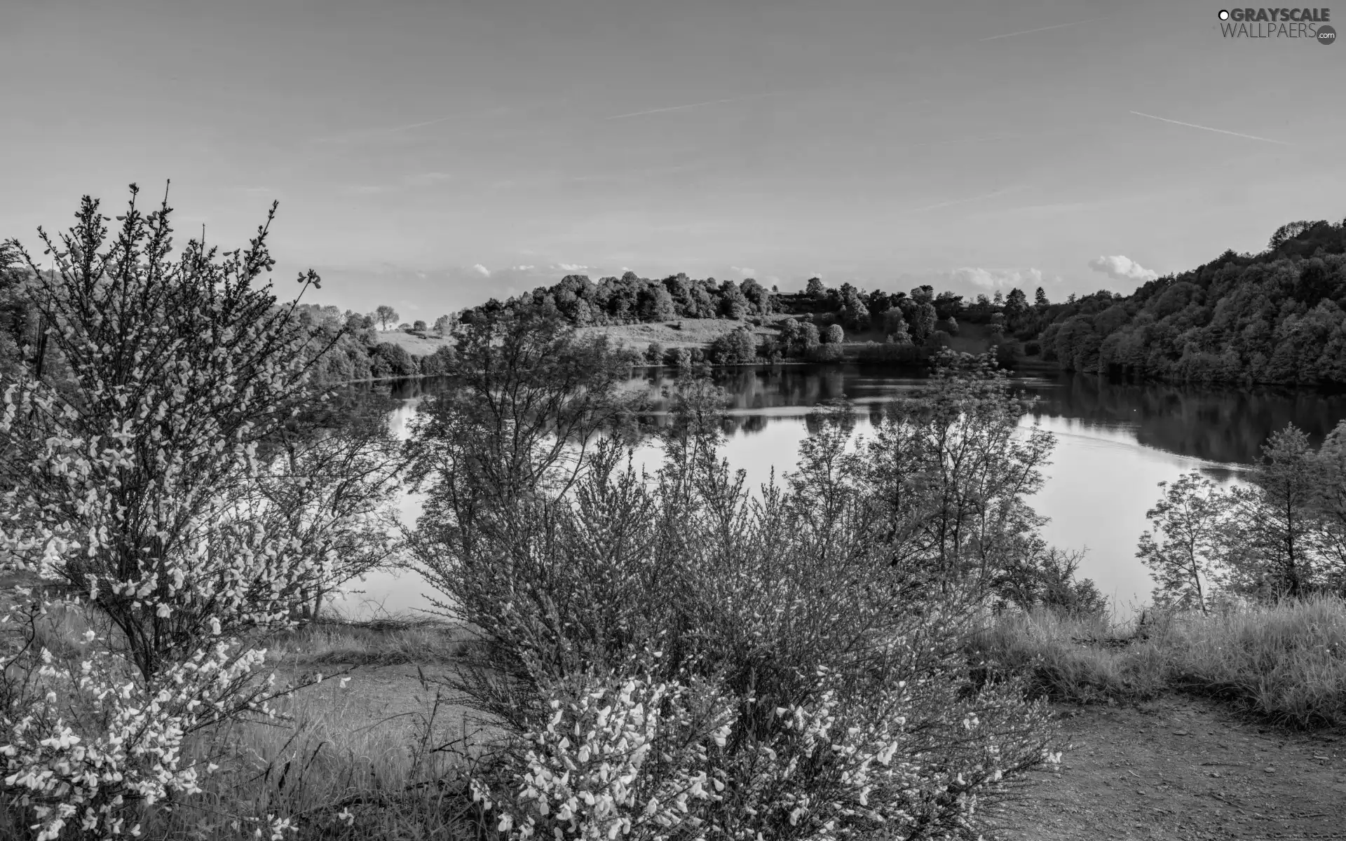 viewes, Way, flourishing, trees, River