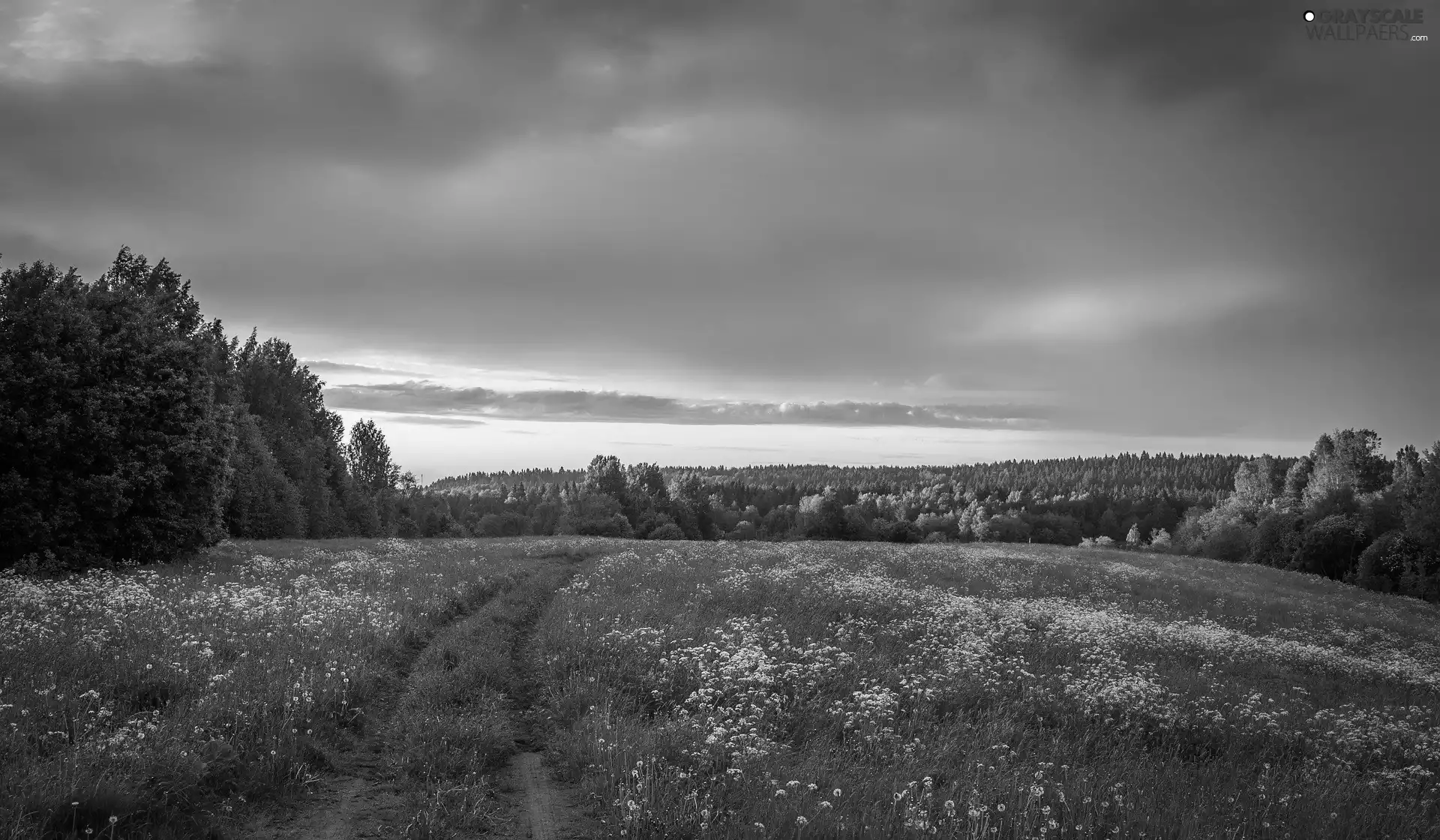 medows, trees, Way, viewes, Spring, Flowers, clouds