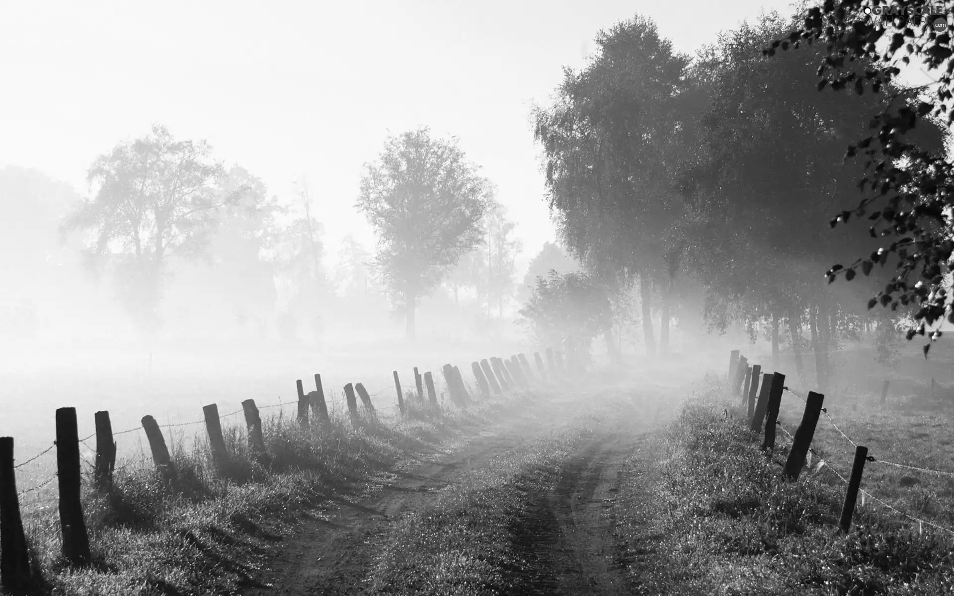 Way, trees, viewes, Fog