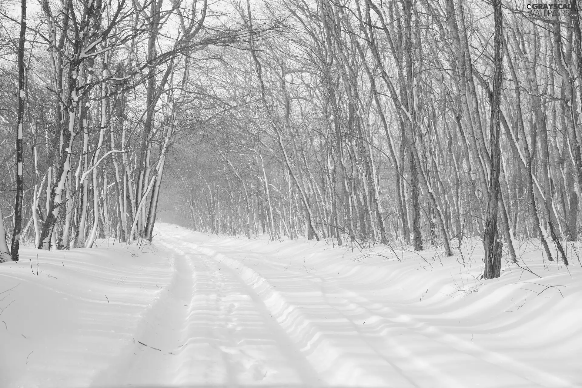 forest, winter, trees, viewes, leafless, Way