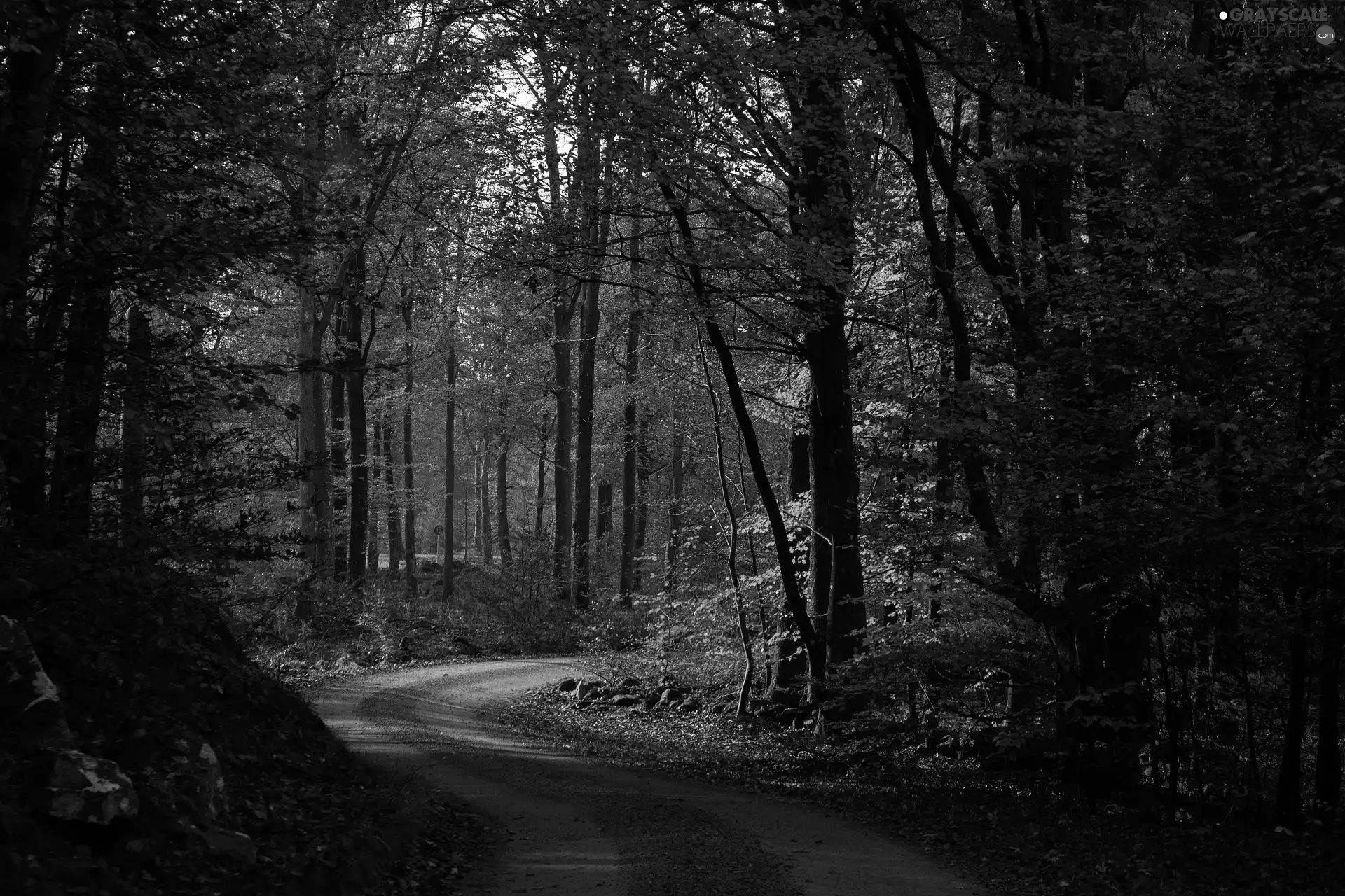 forest, autumn, trees, viewes, Yellowed, Way