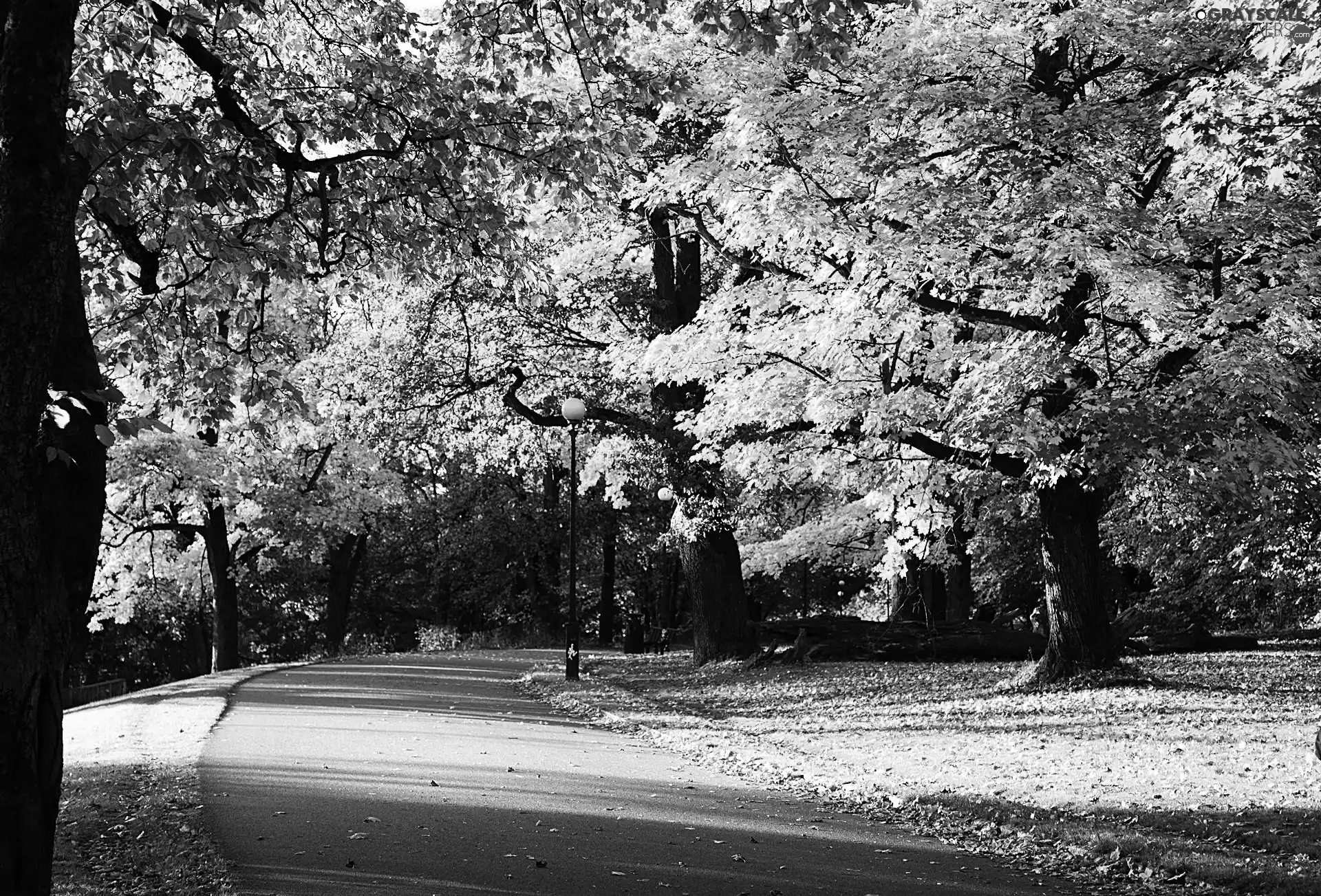 lane, Park, viewes, Way, trees, autumn