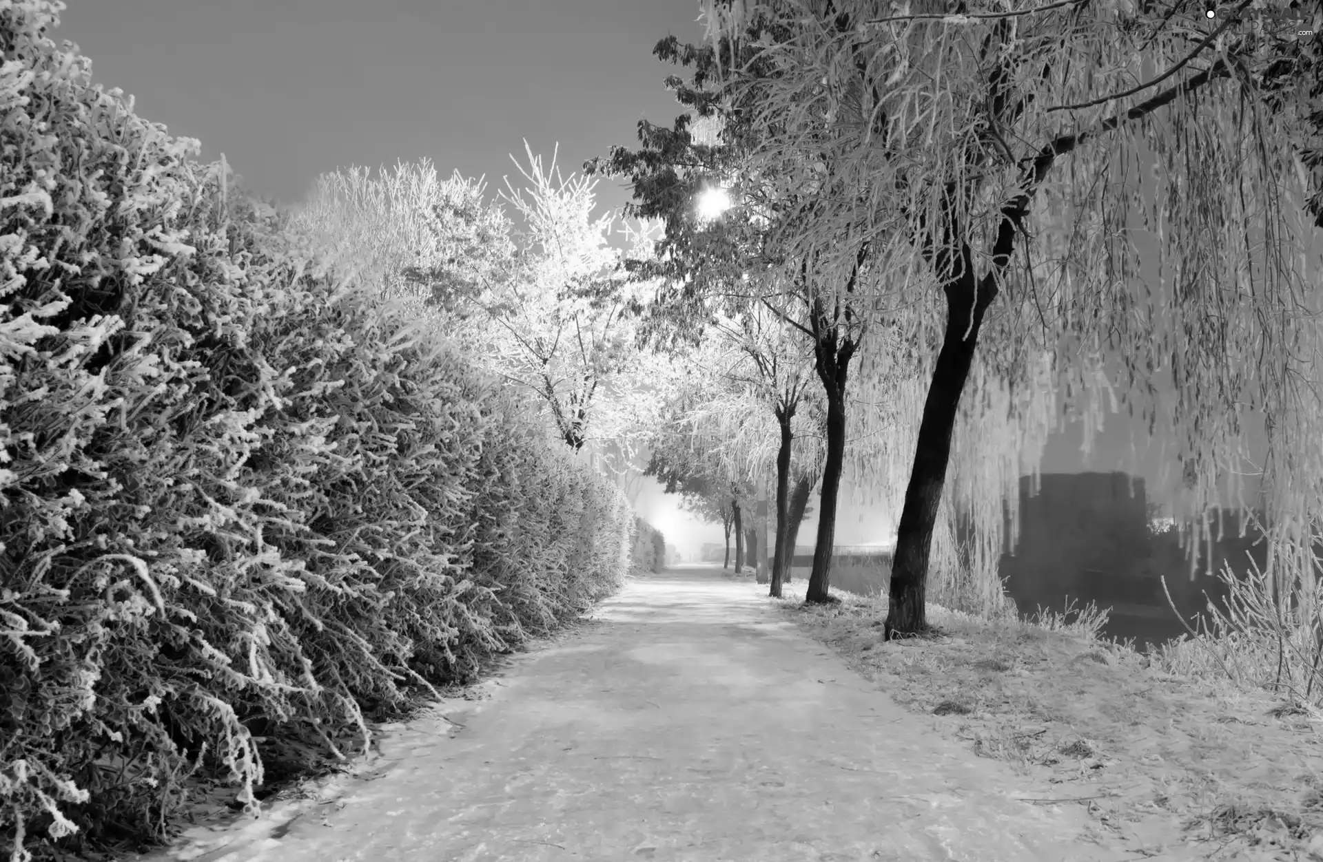 Way, trees, viewes, Snowy