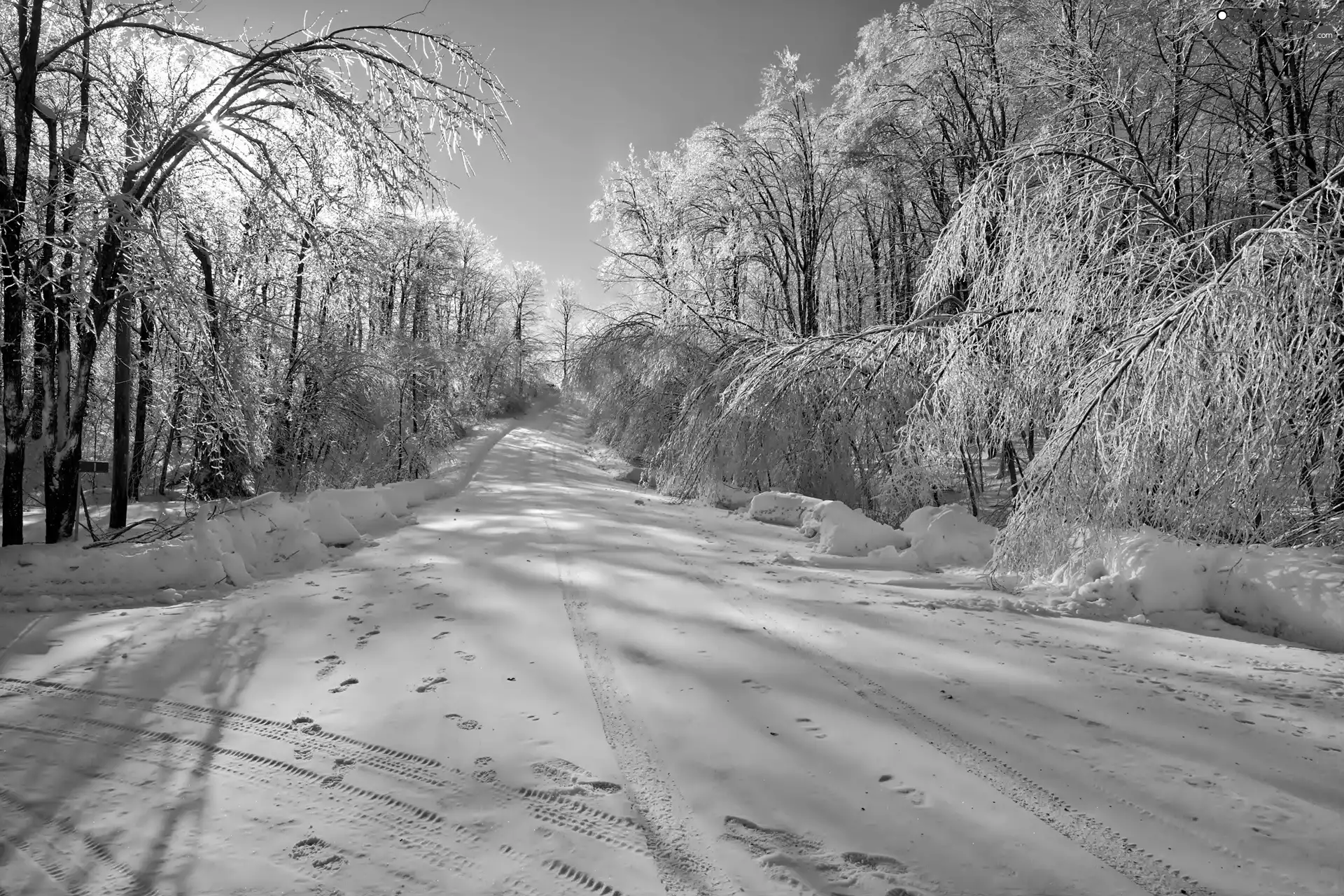 Way, trees, viewes, Snowy