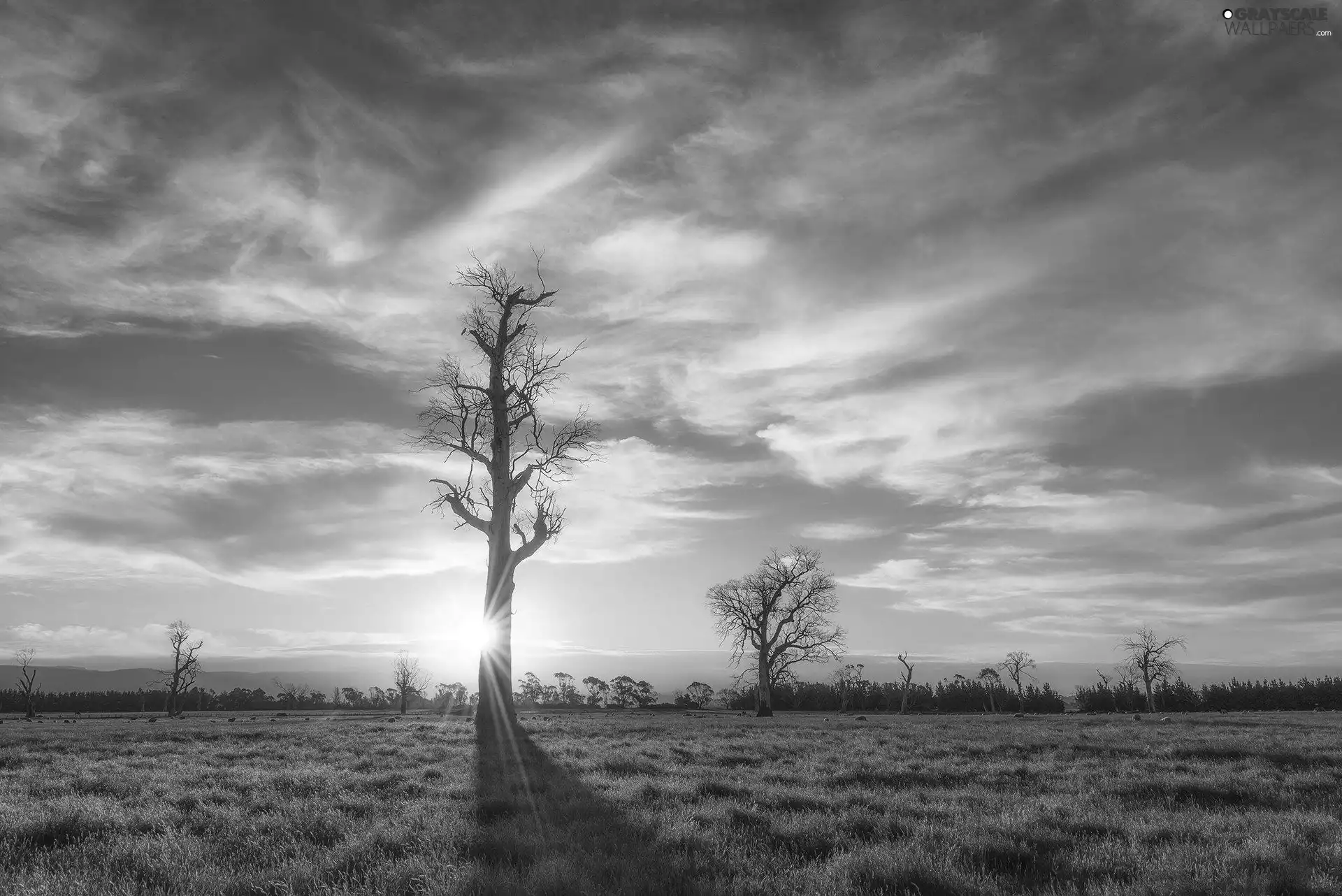 west, trees, viewes, sun