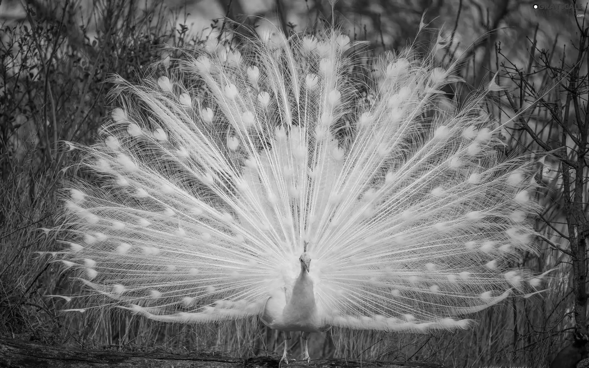 White, trees, viewes, peacock
