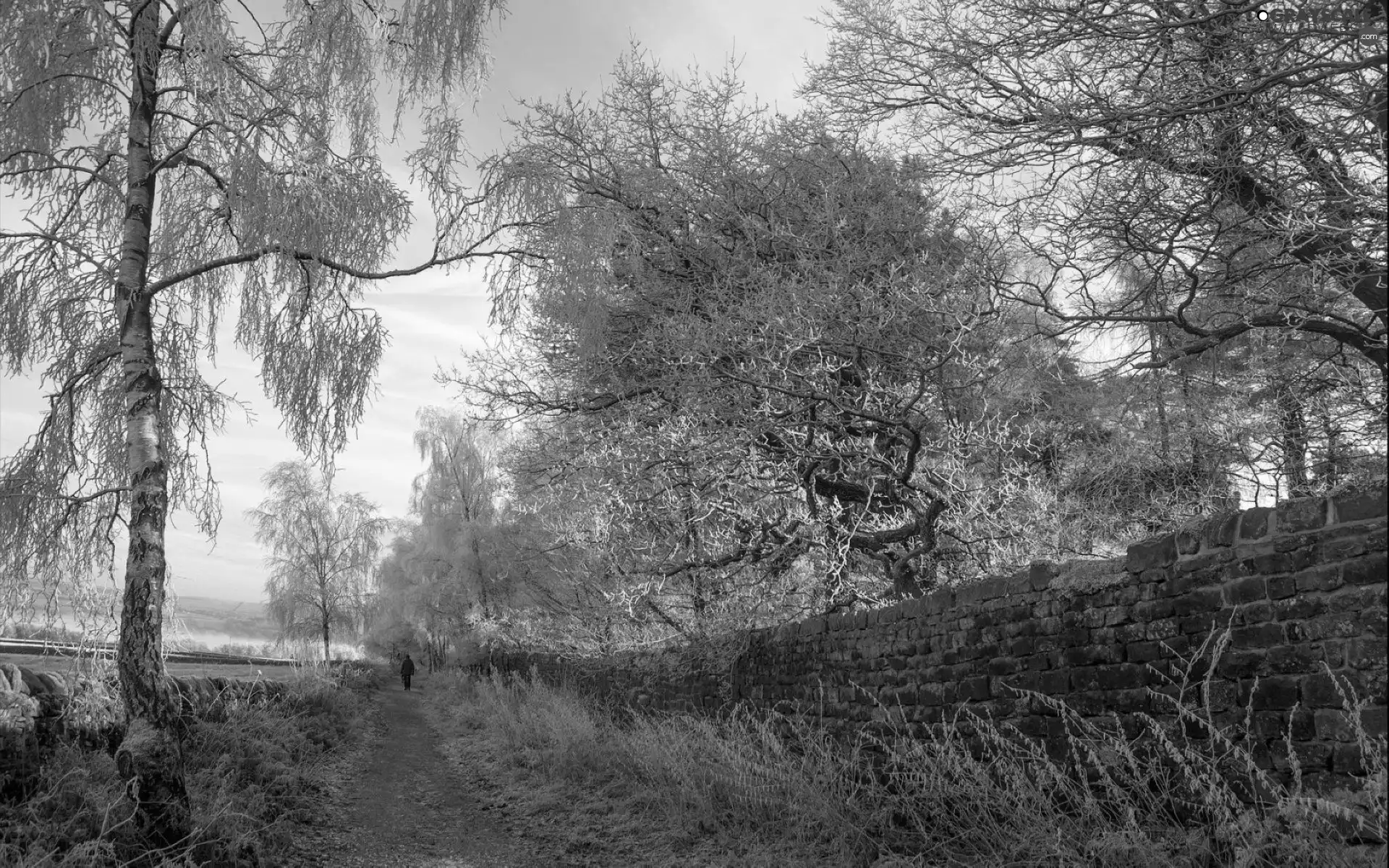 Way, trees, viewes, White frost