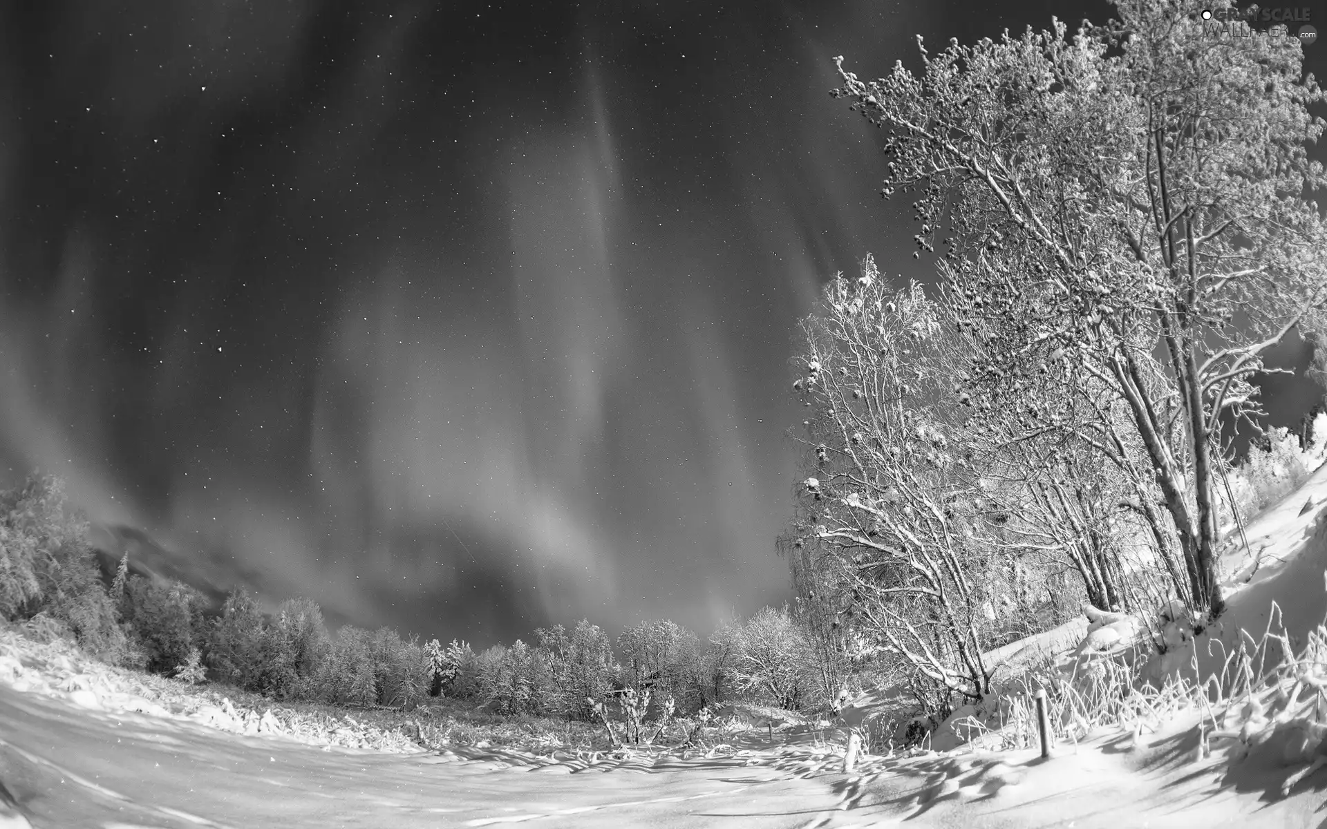 viewes, winter, Polaris, trees, dawn