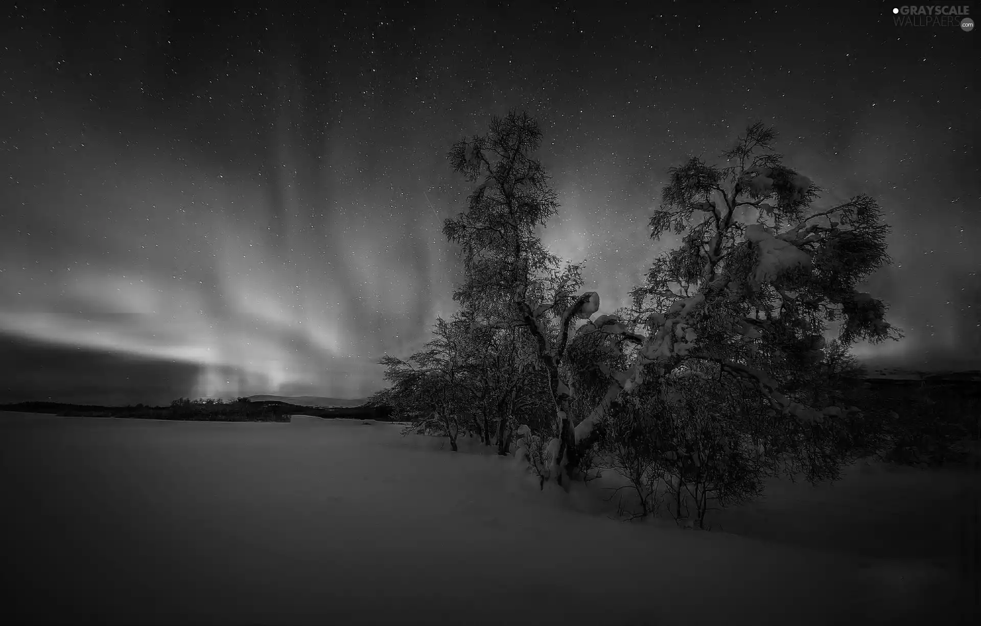 viewes, winter, Polaris, trees, dawn