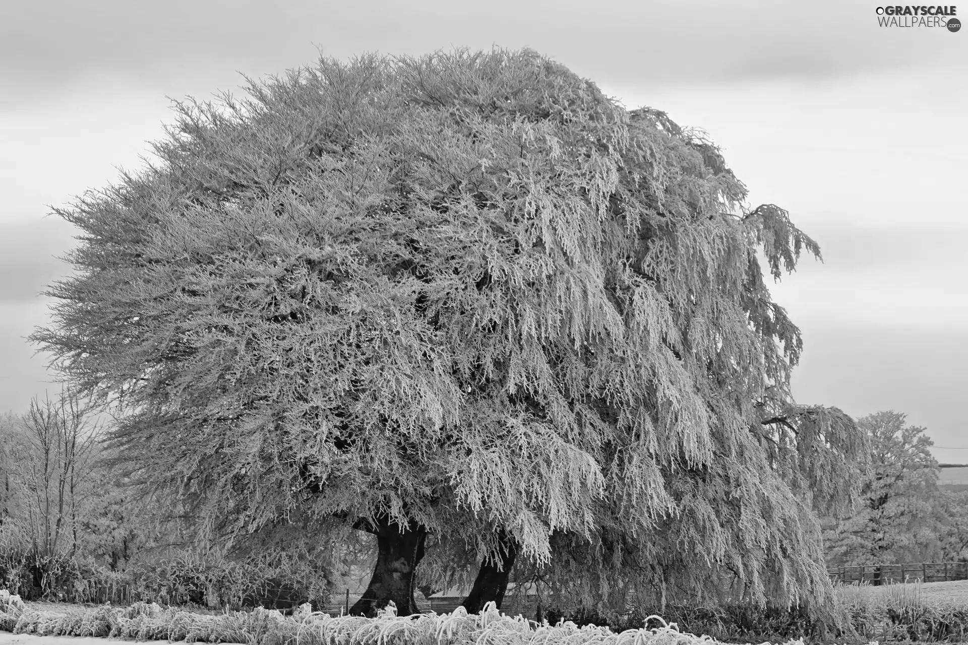 viewes, winter, Snowy, trees, field