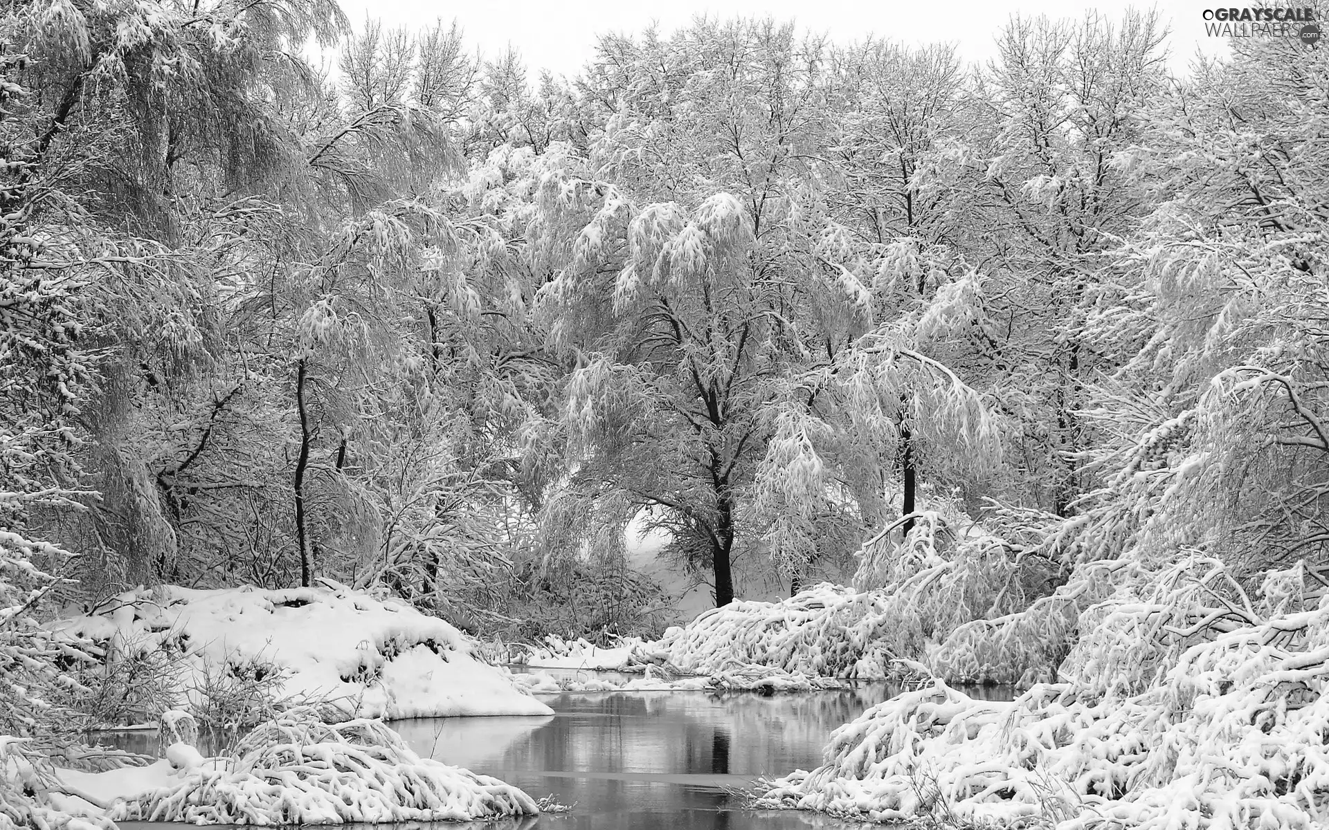 viewes, winter, River, trees, forest