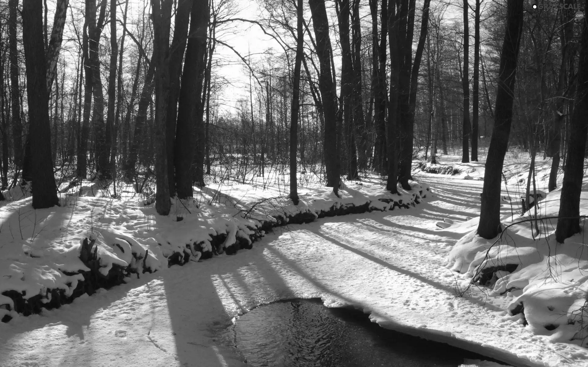 viewes, winter, River, trees, forest