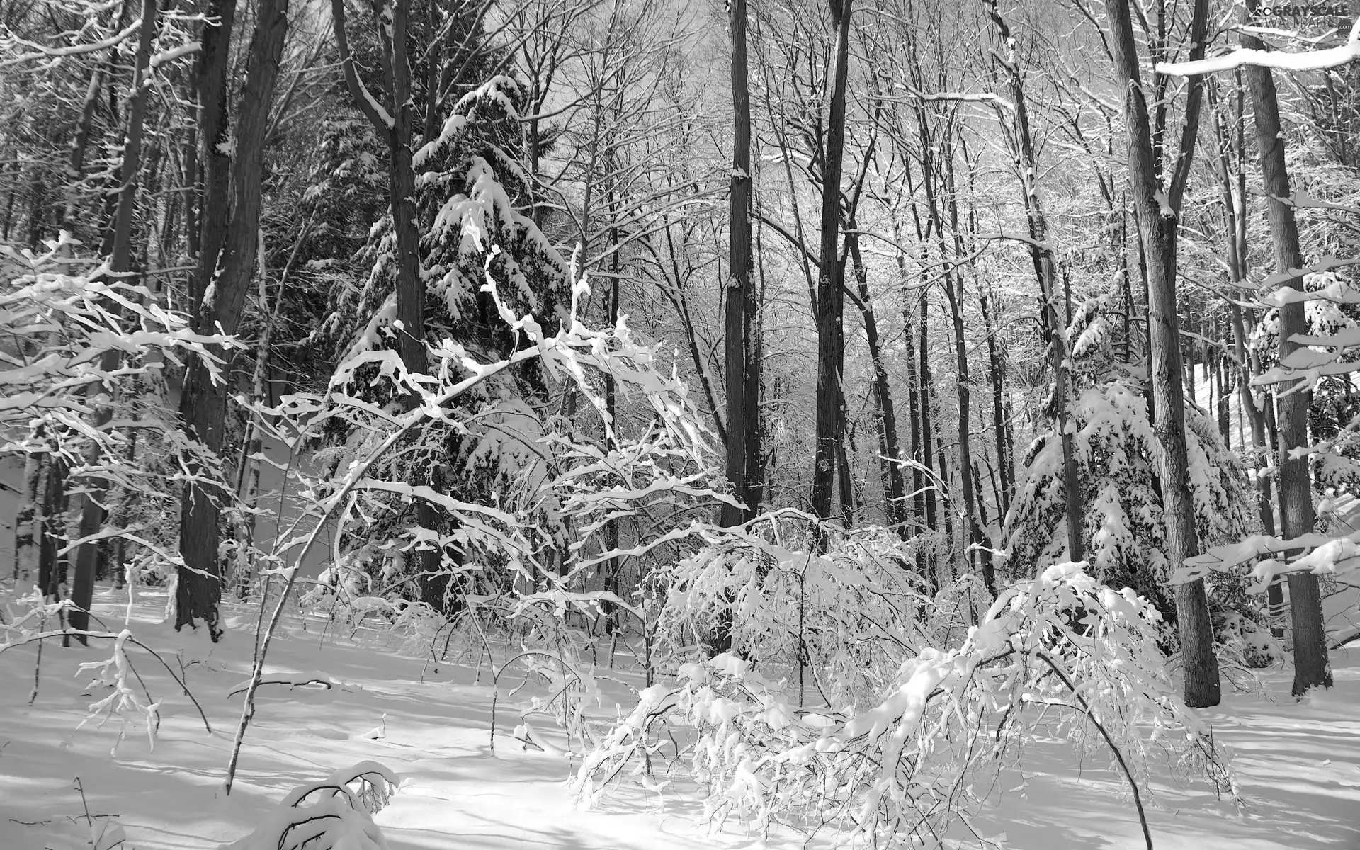 viewes, winter, Snowy, trees, forest