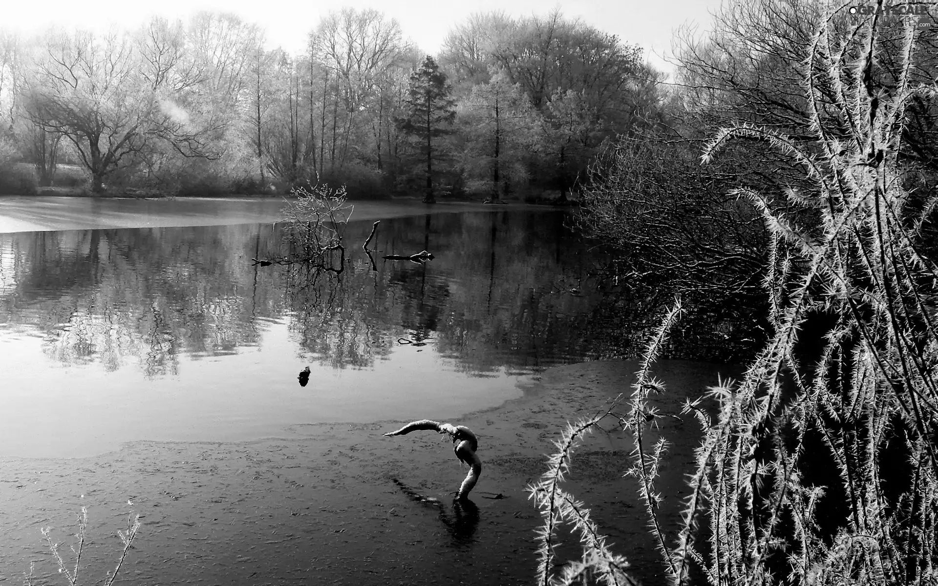 viewes, winter, lake, trees, Park