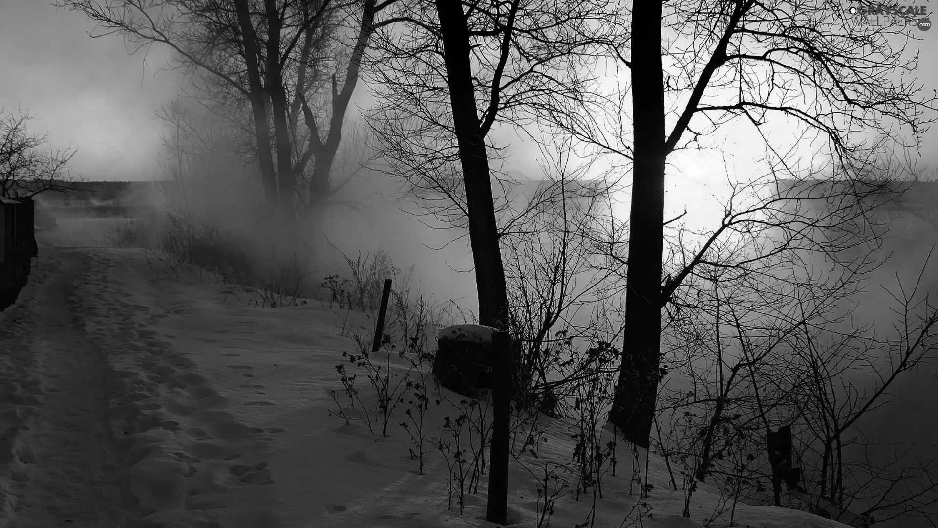 trees, sun, Fog, Path, west, viewes, winter