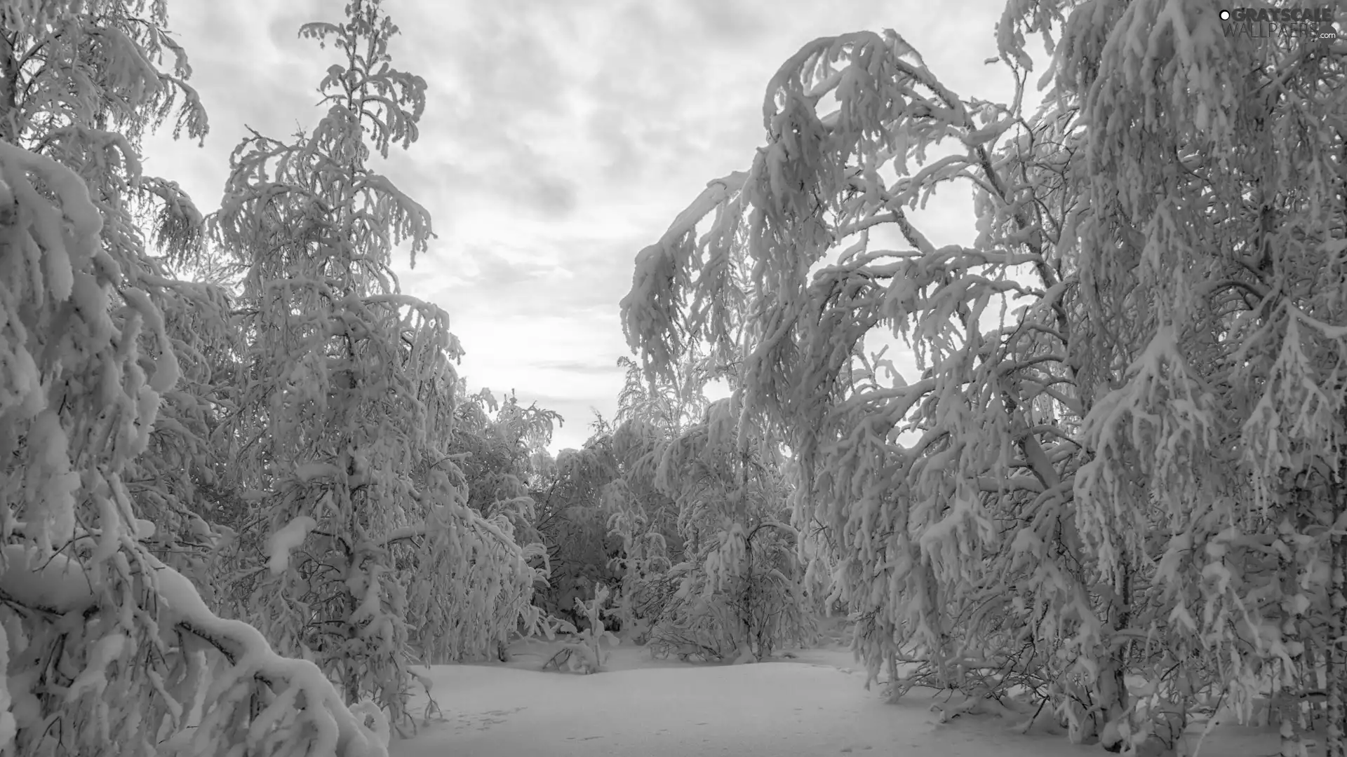 branch pics, winter, viewes, Sunrise, trees, Snowy