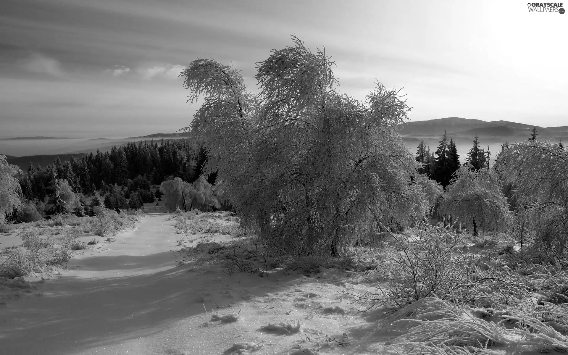 trees, Mountains, Way, Snowy, woods, viewes, winter