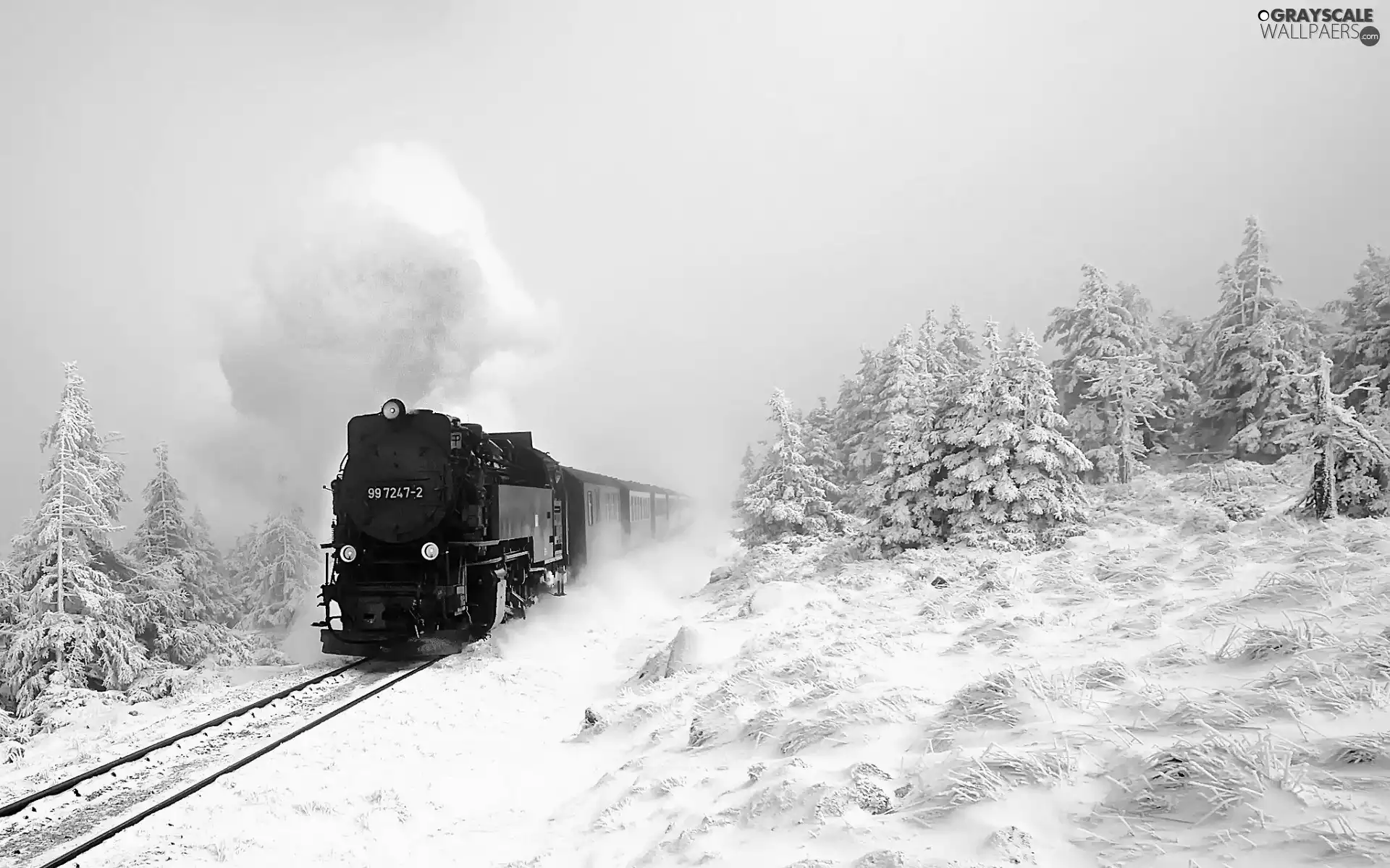 viewes, winter, woods, trees, Train