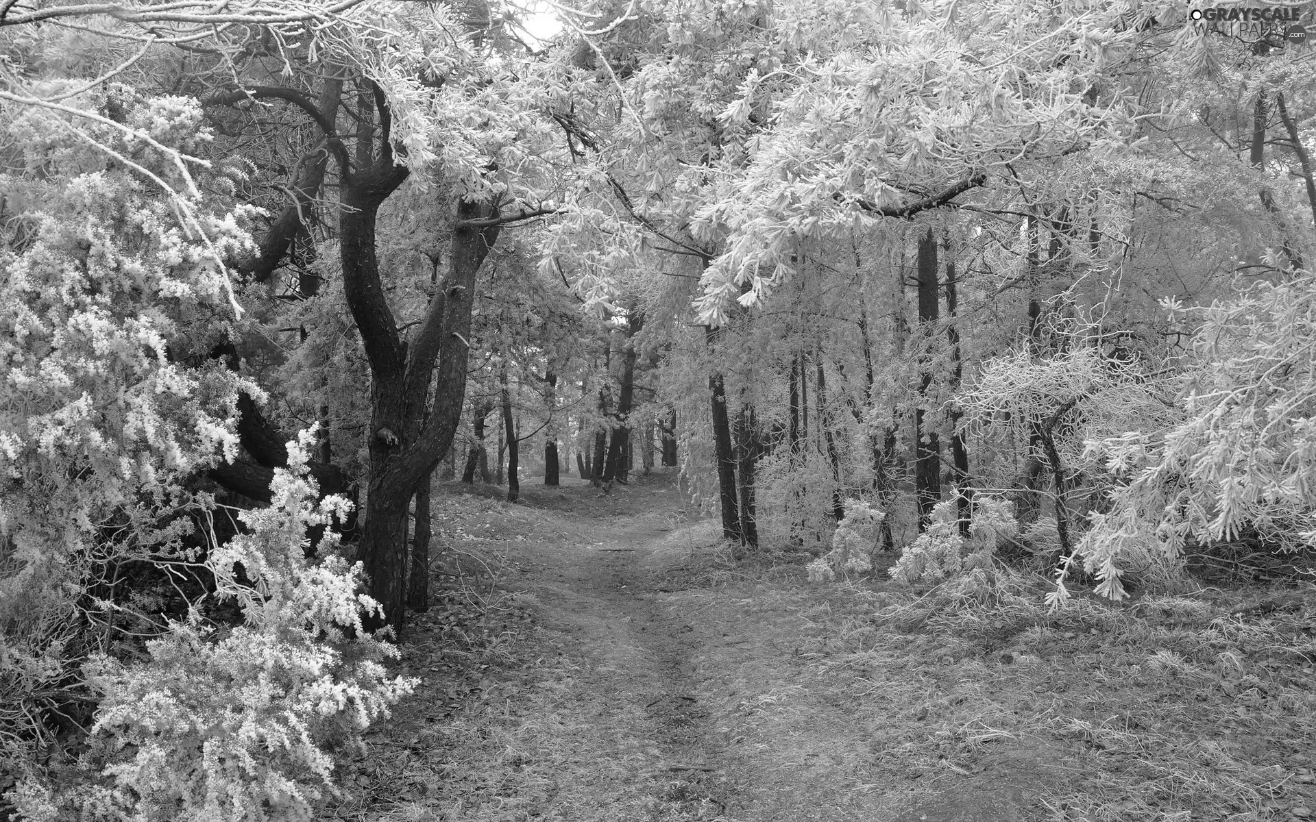 frozen, forest, viewes, winter, trees, Path