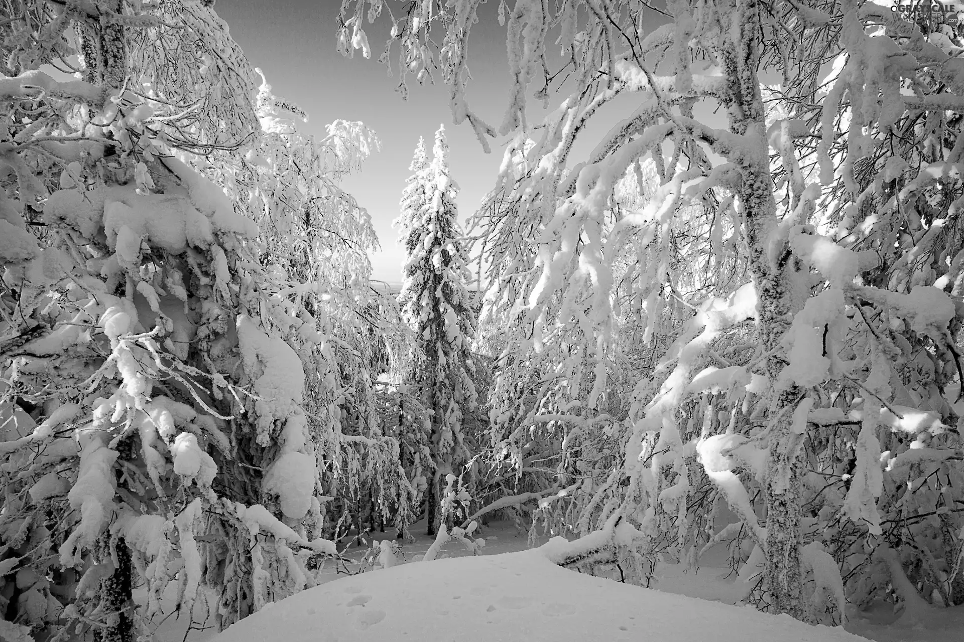 winter, trees, viewes, forest