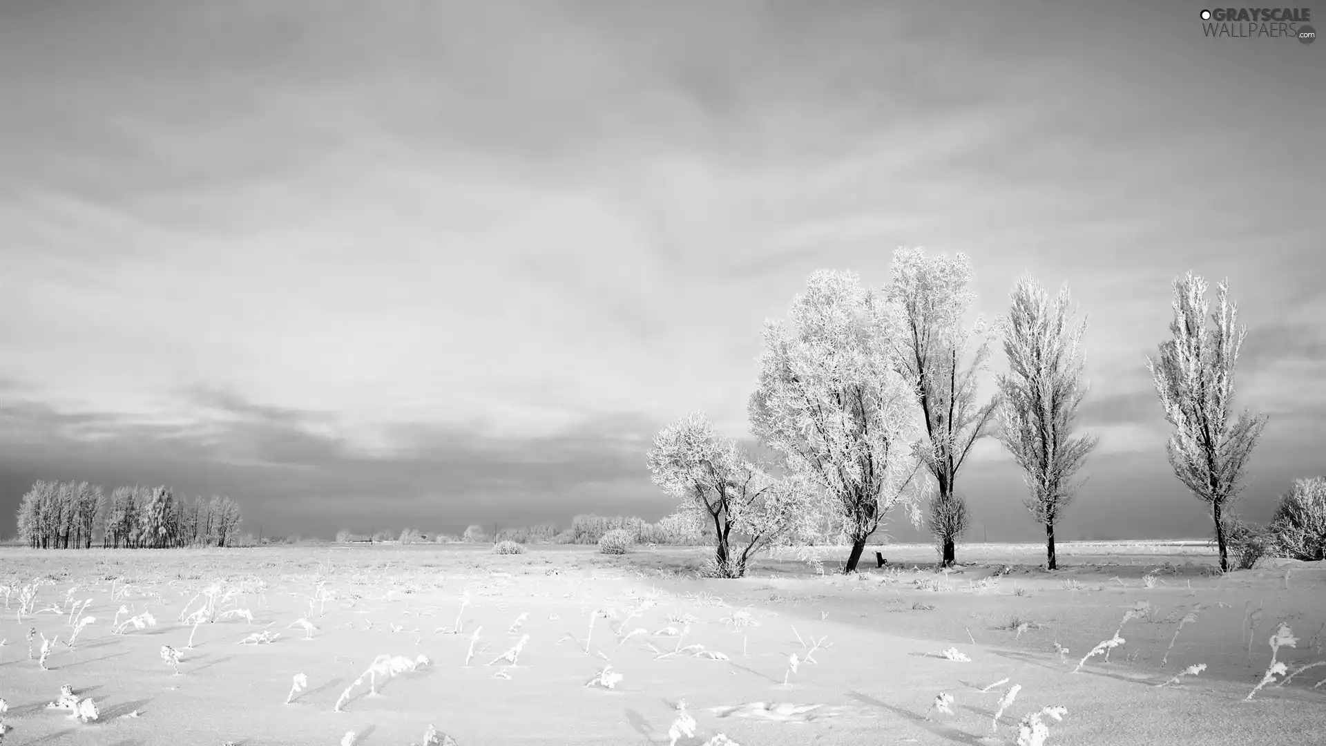 winter, trees, viewes, frosty