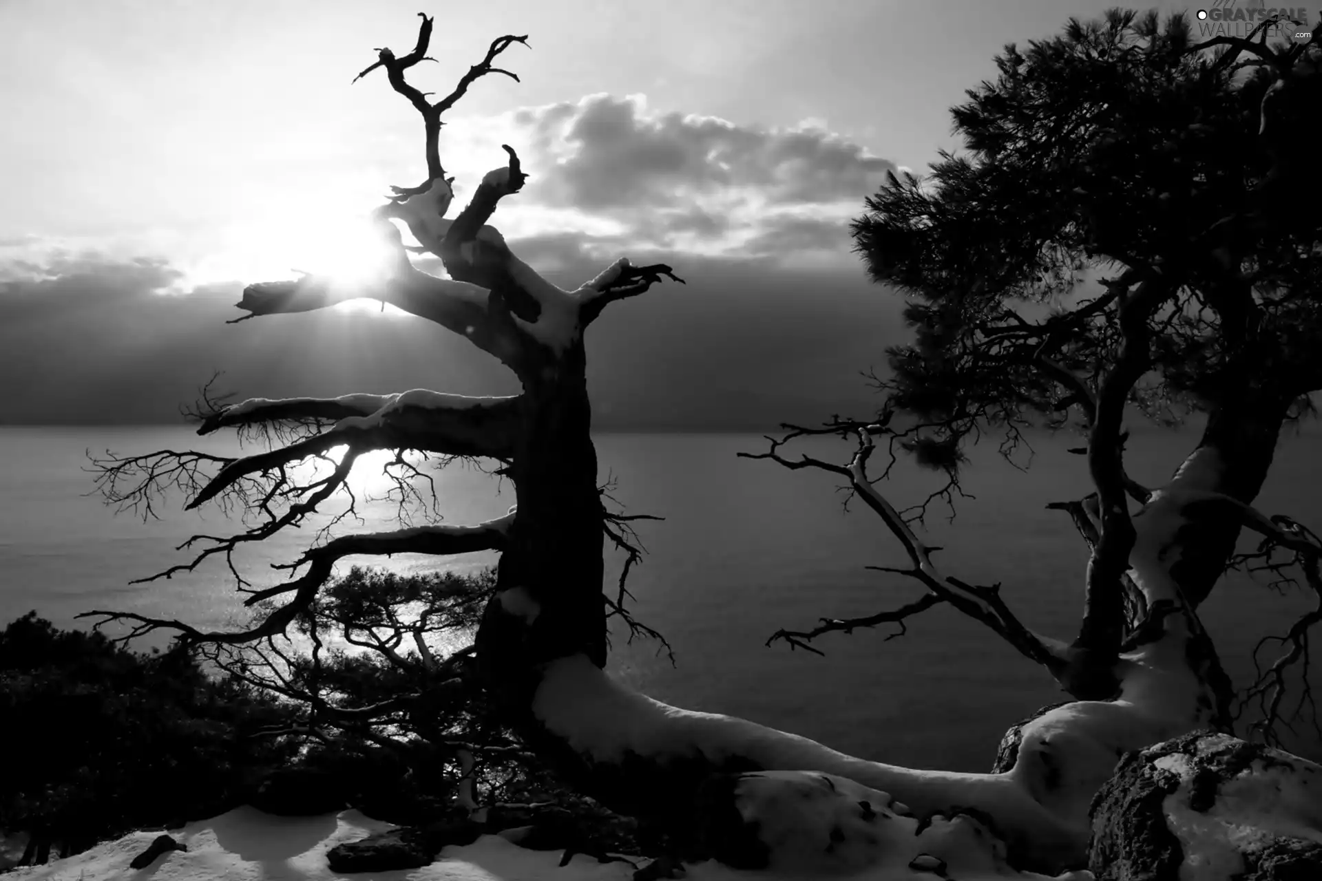 winter, trees, viewes, lake