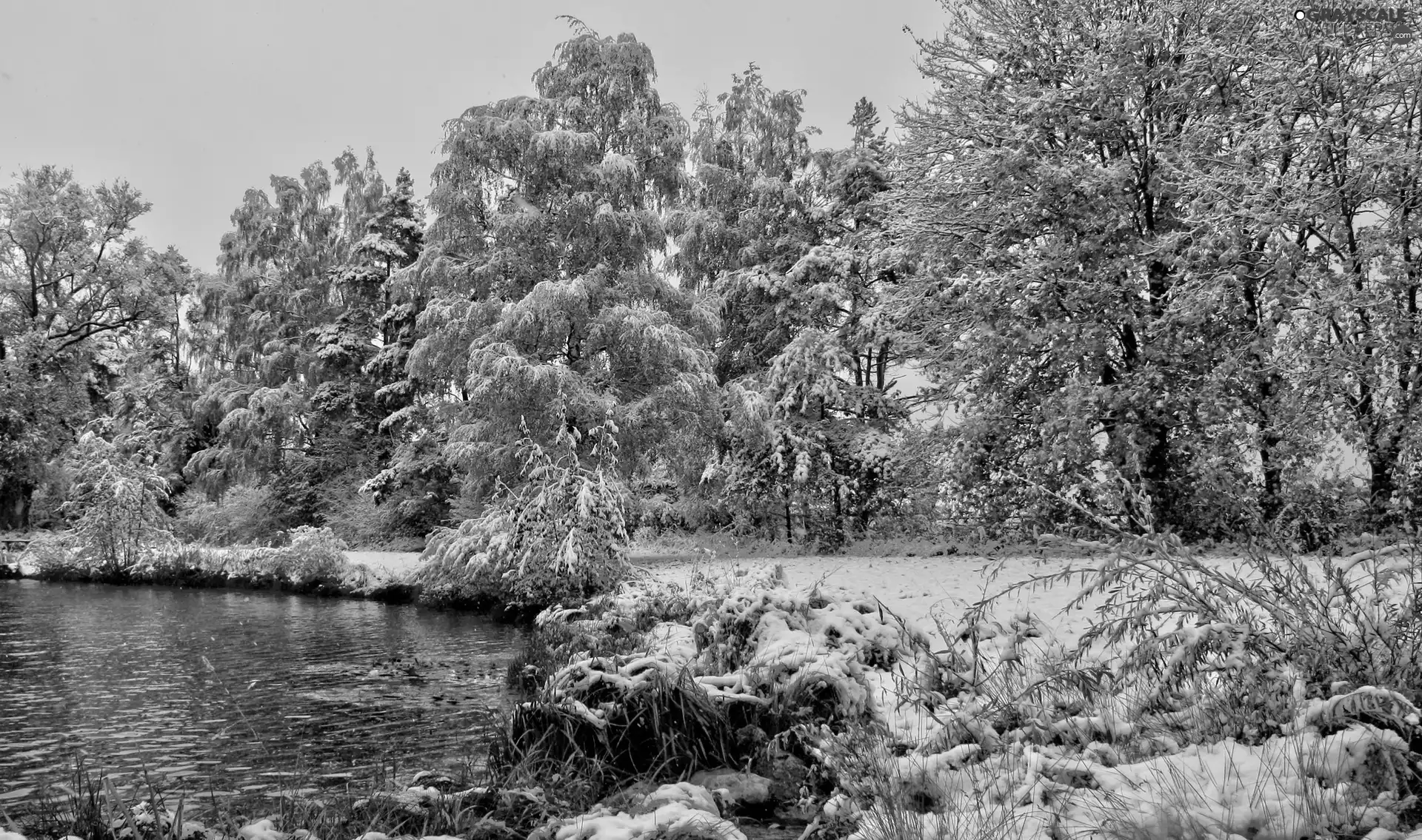 winter, trees, viewes, lake