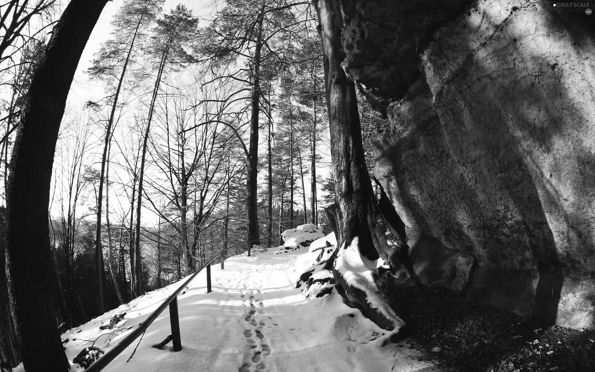 winter, trees, viewes, Path
