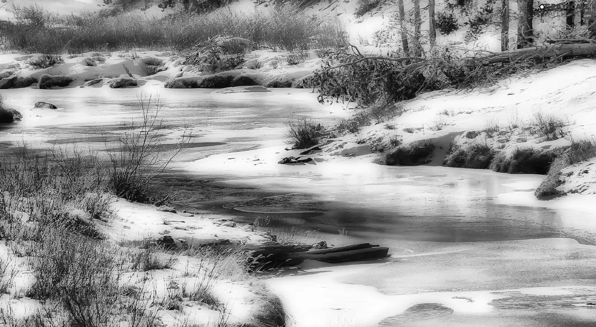 winter, trees, viewes, River