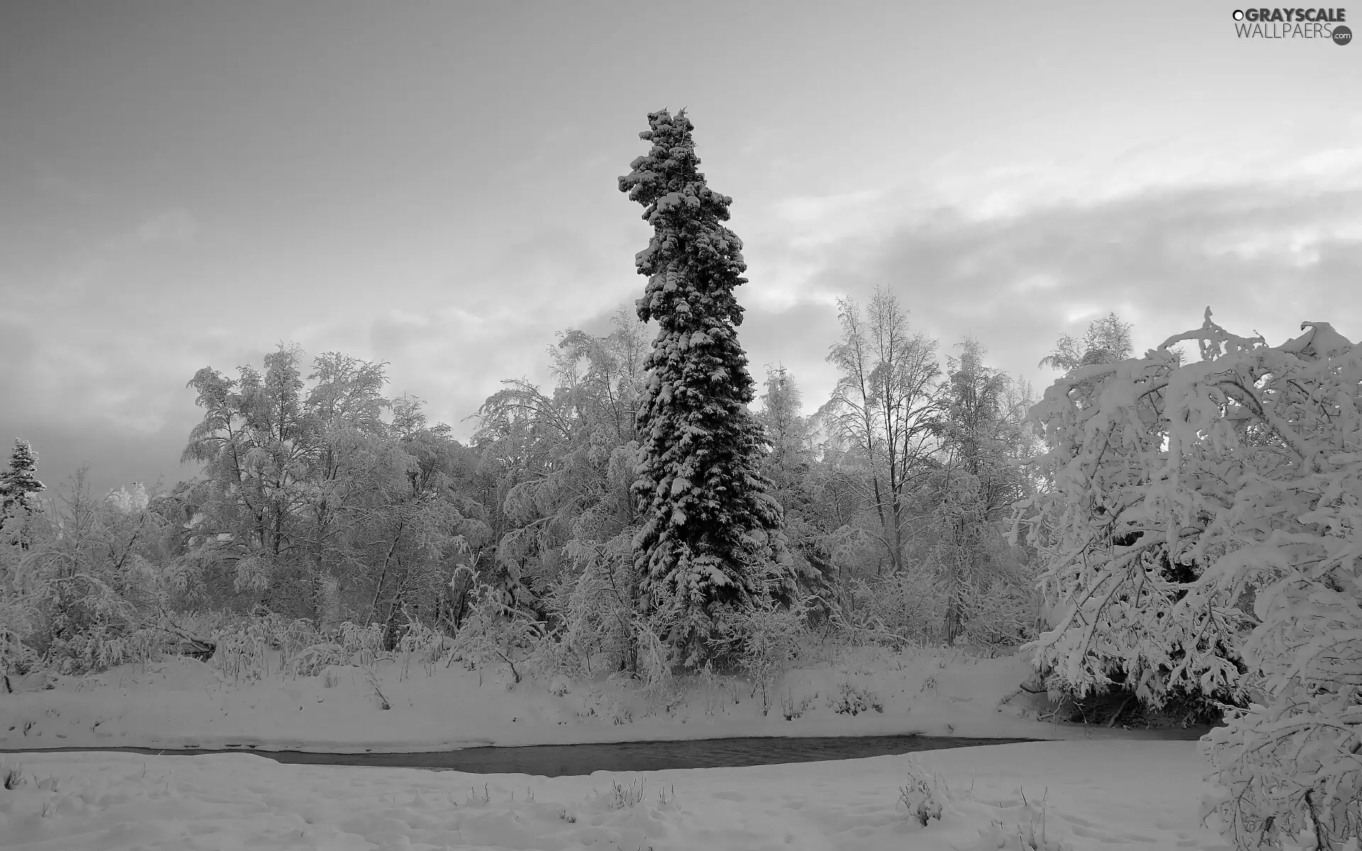 winter, trees, viewes, River