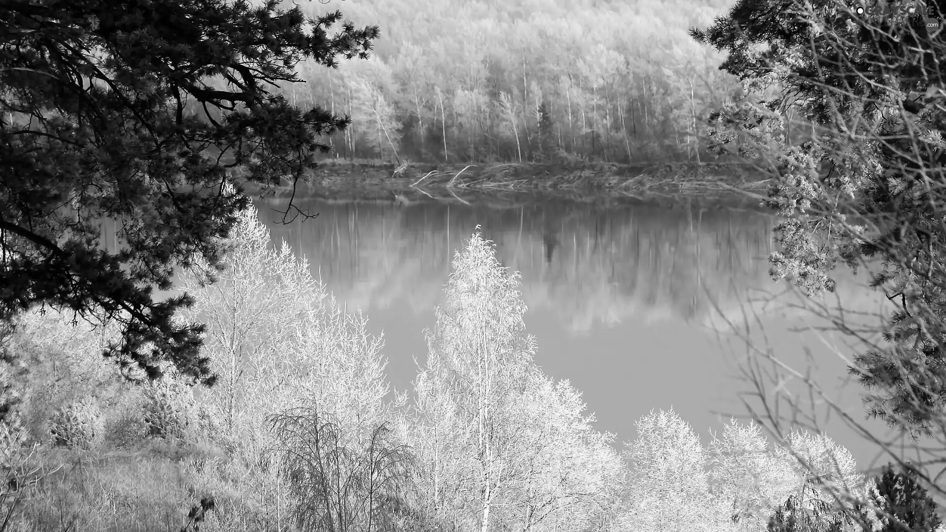 Snowy, River, viewes, winter, trees, woods