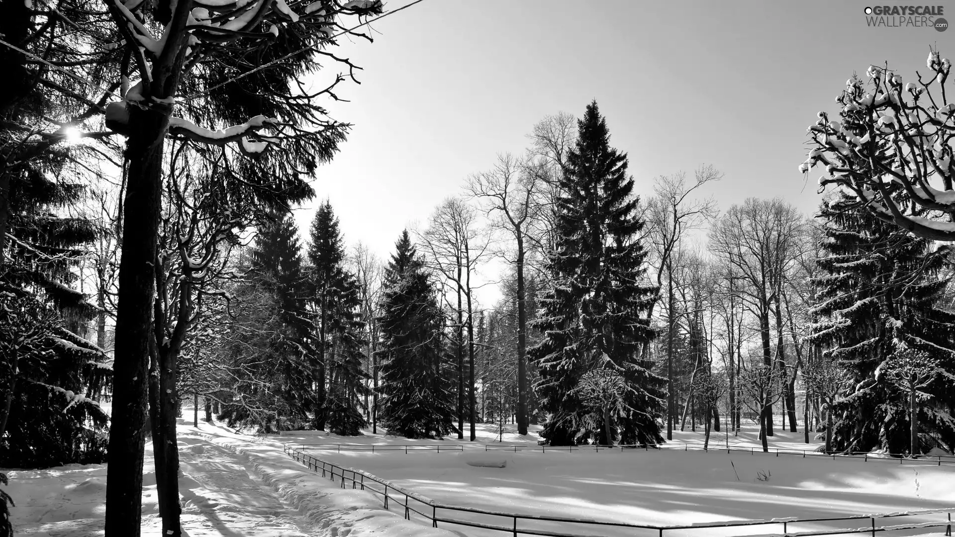 winter, trees, viewes, snow