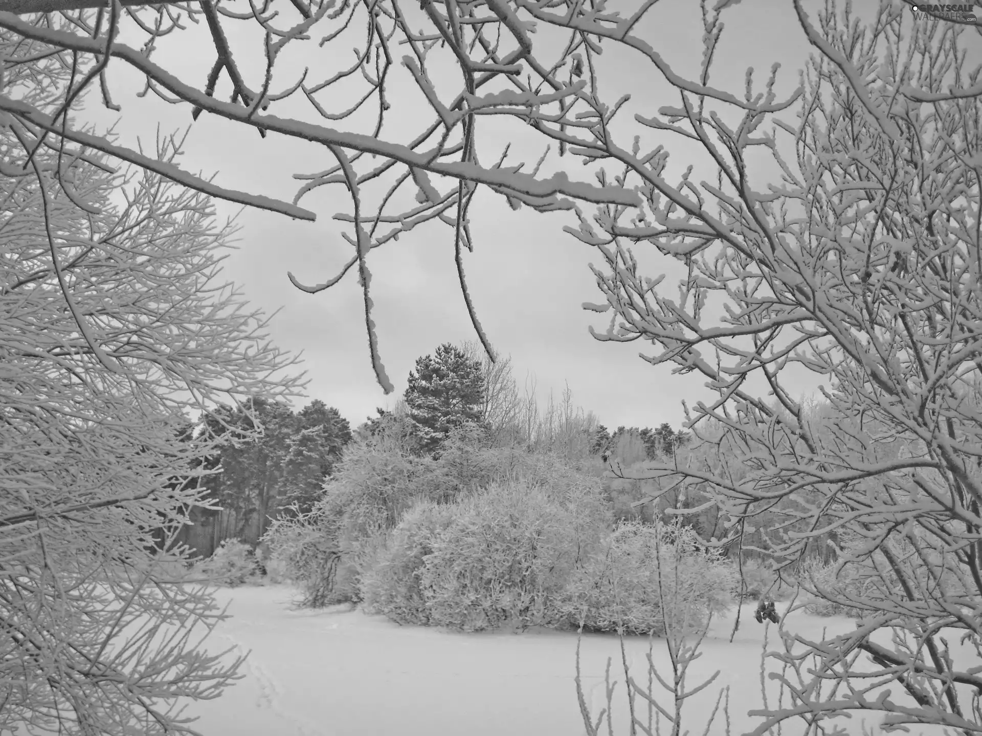 winter, trees, viewes, snow