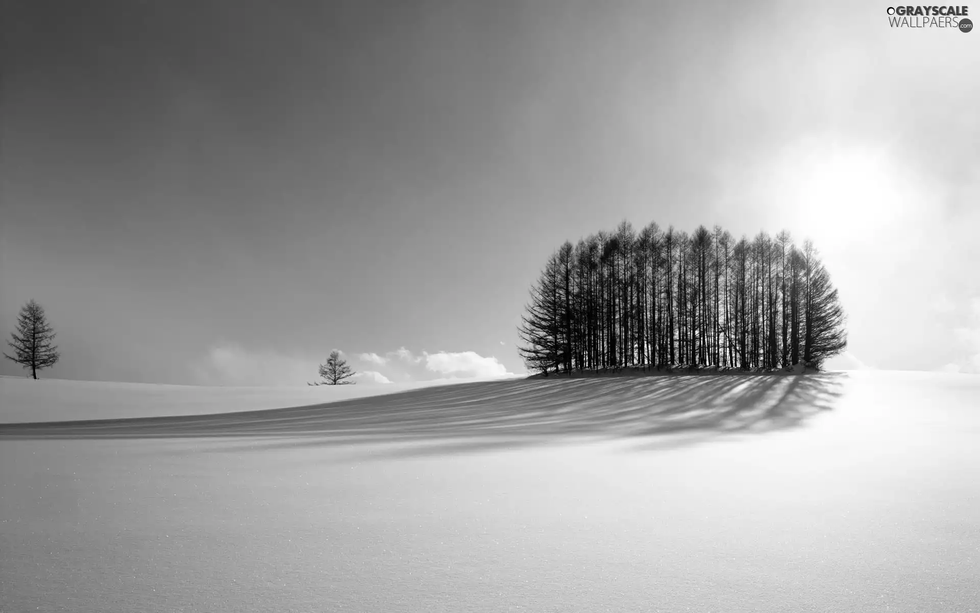 winter, trees, viewes, snow