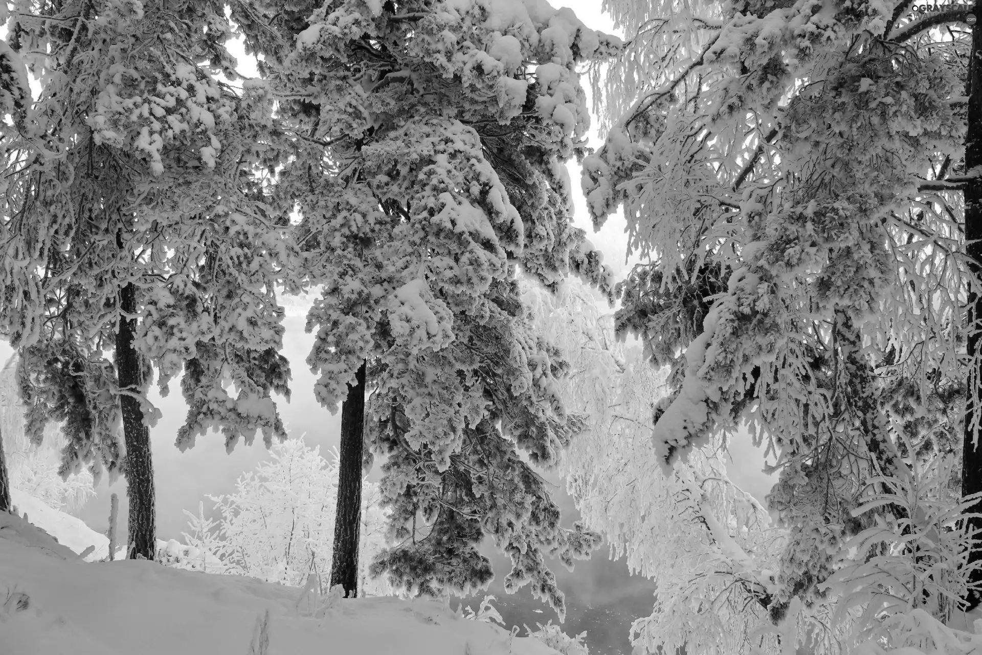 winter, trees, viewes, Snowy