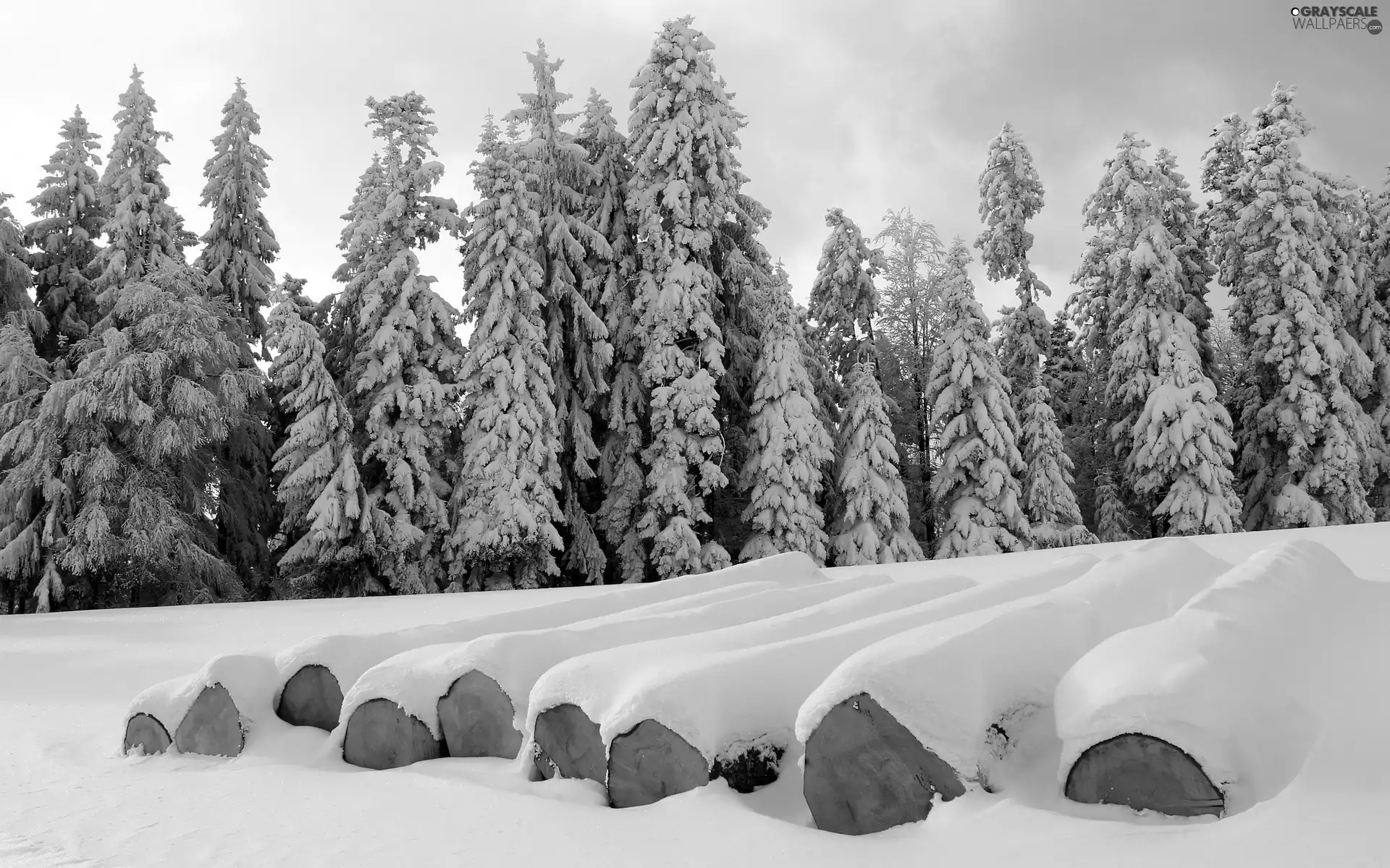 winter, trees, viewes, Snowy