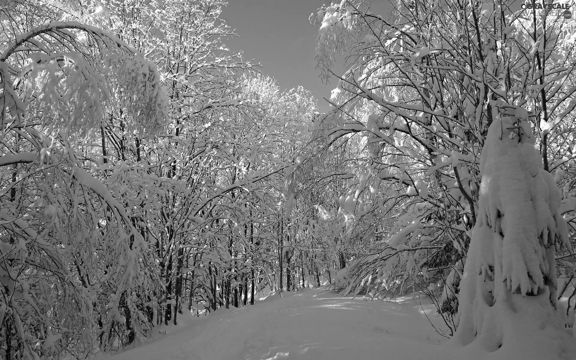 winter, trees, viewes, snowy