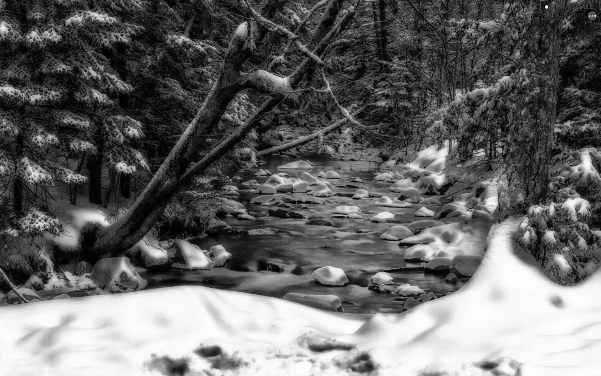 forest, stream, viewes, winter, trees, Stones