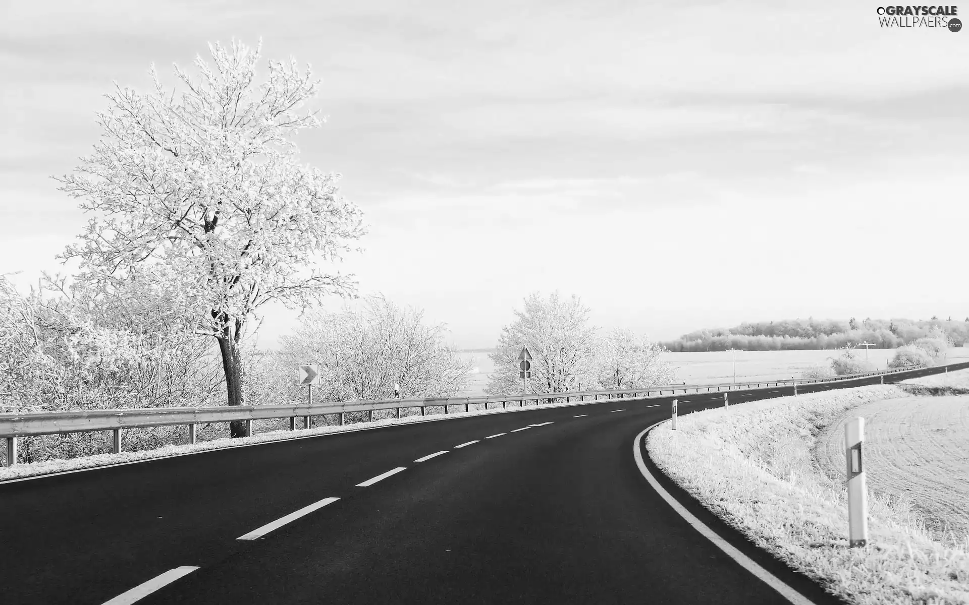 winter, trees, viewes, Way