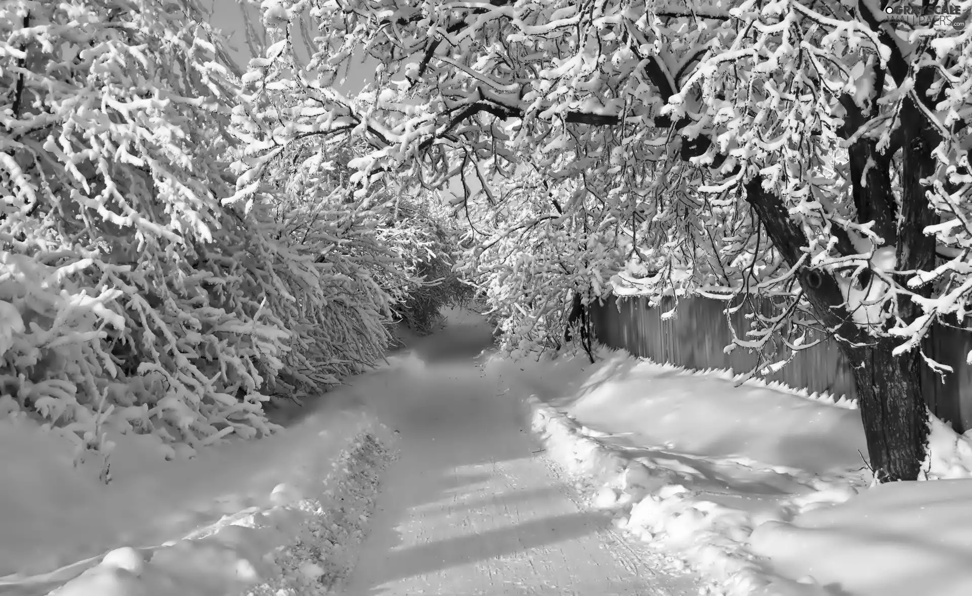 winter, trees, viewes, Way