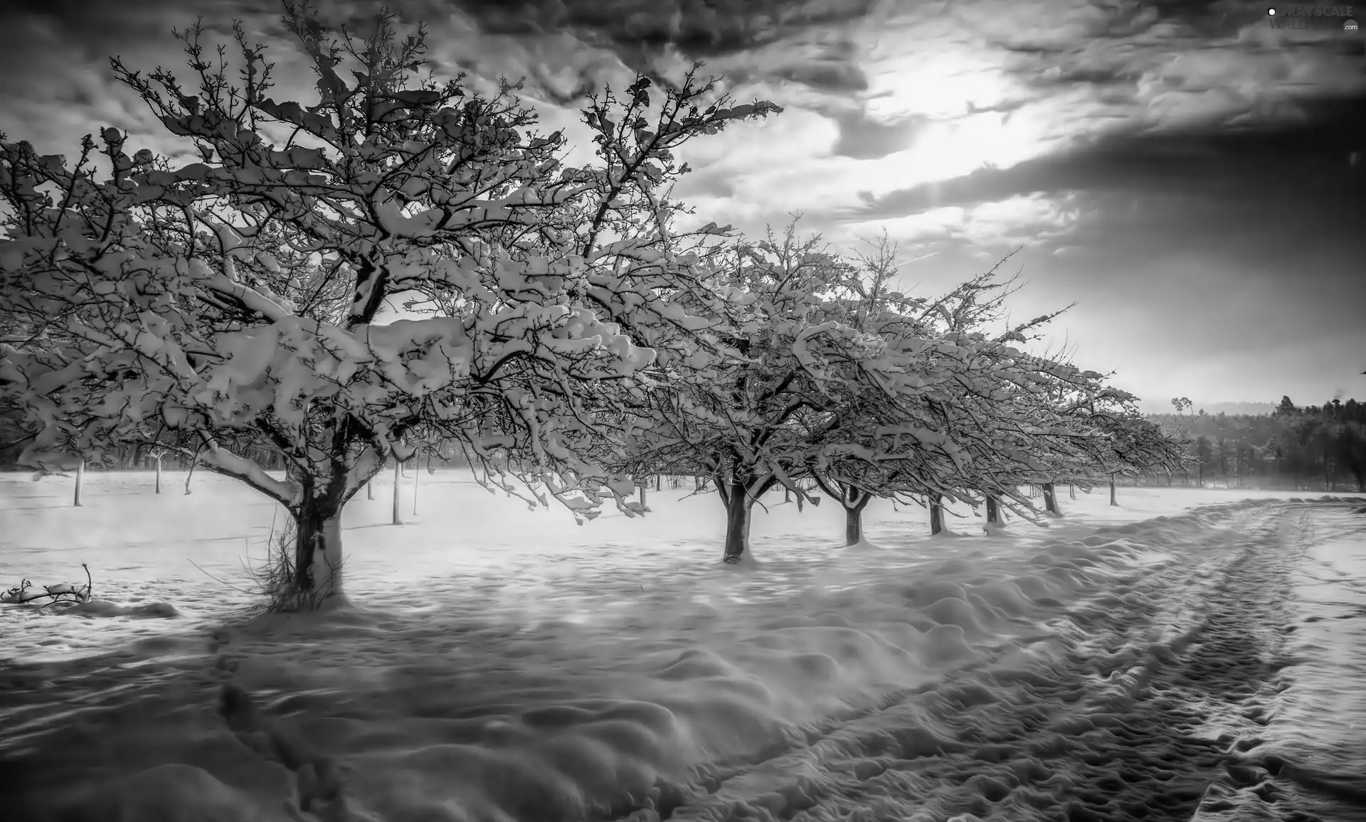 winter, trees, viewes, Way