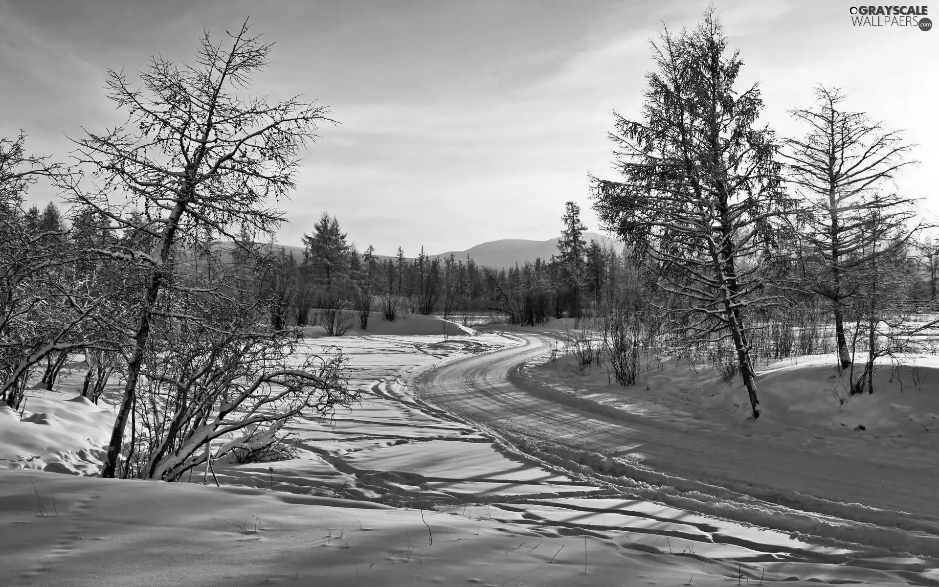 winter, trees, viewes, Way