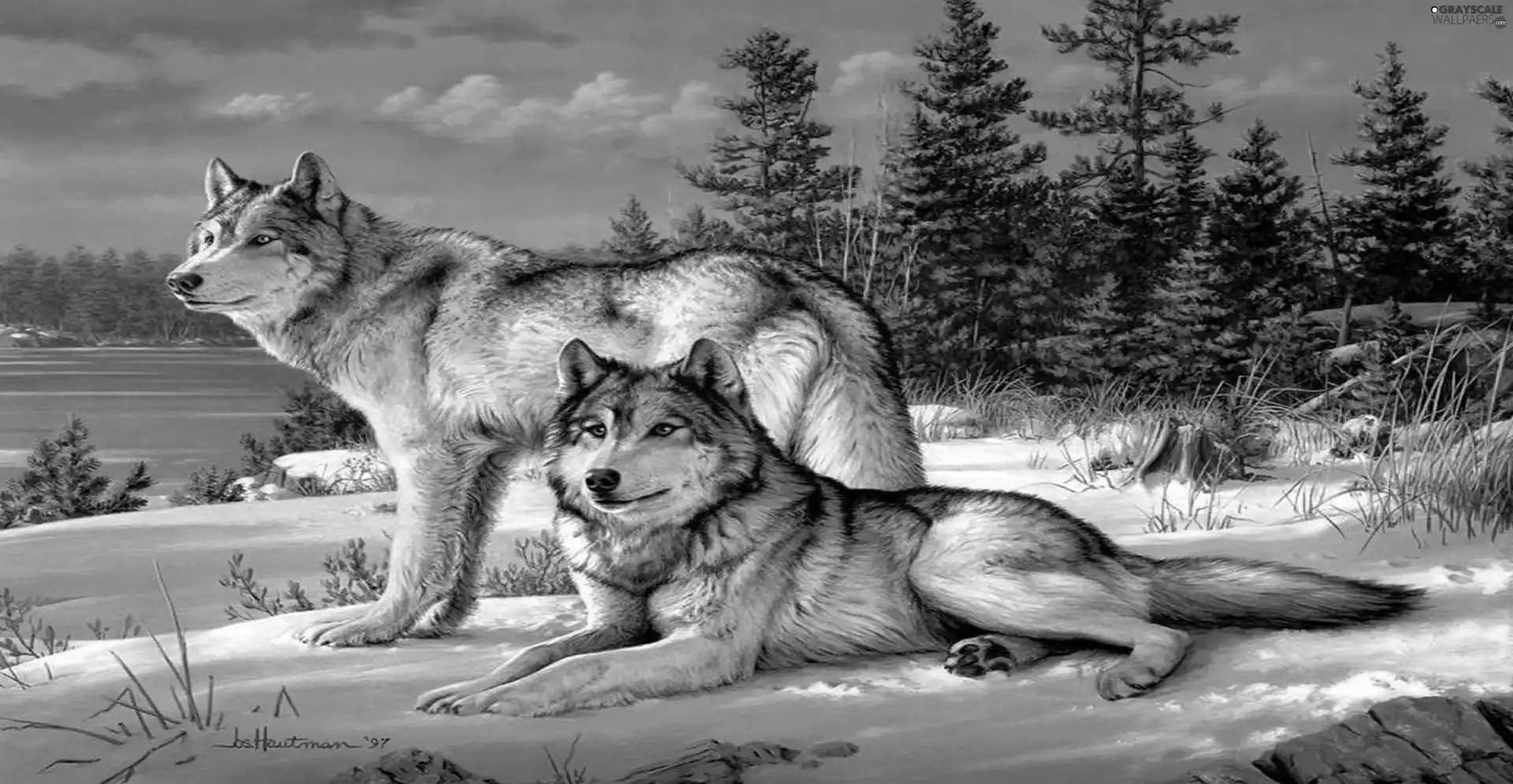 viewes, winter, wolves, trees, Two cars