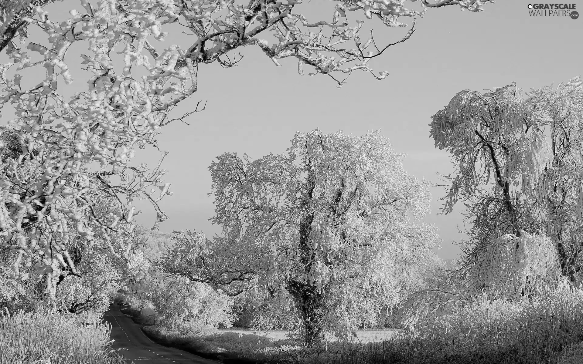 viewes, winter, Snowy, trees, Way