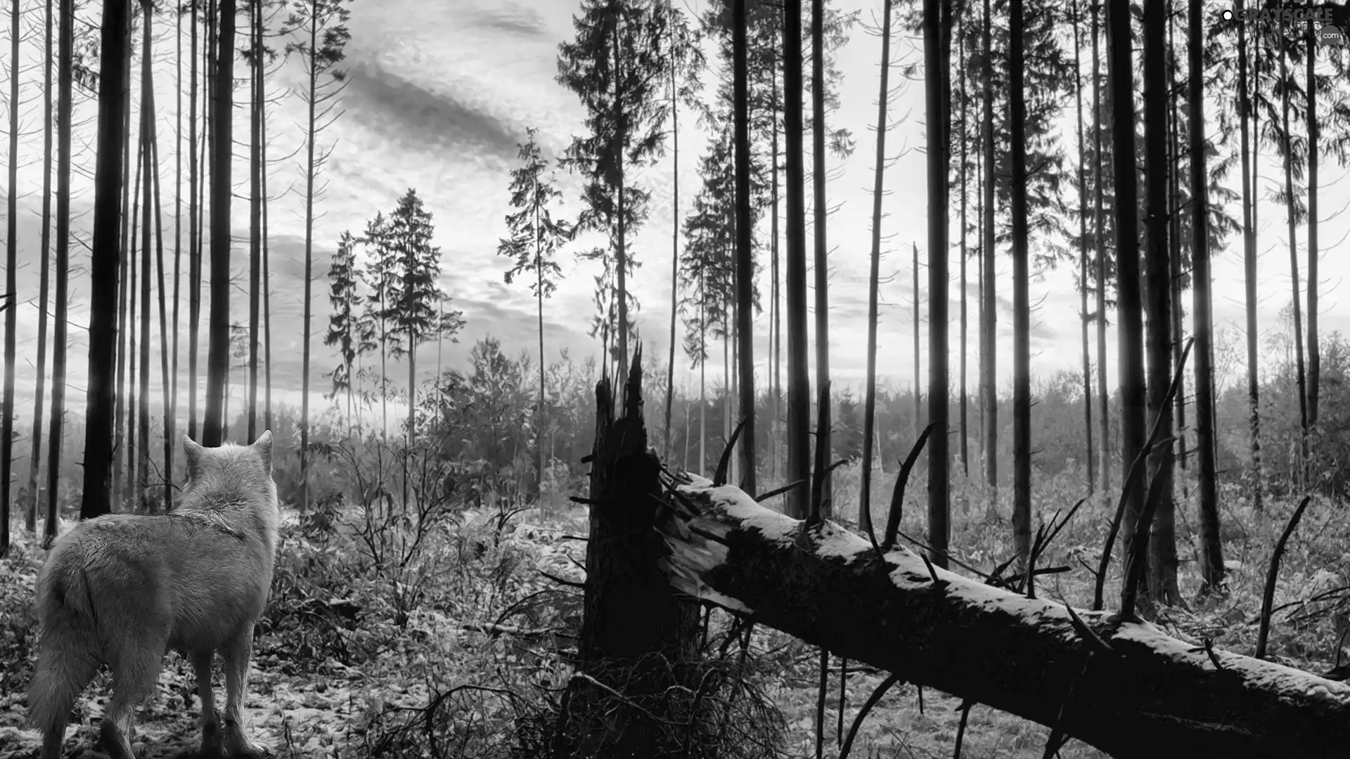 viewes, winter, forest, trees, Wolf