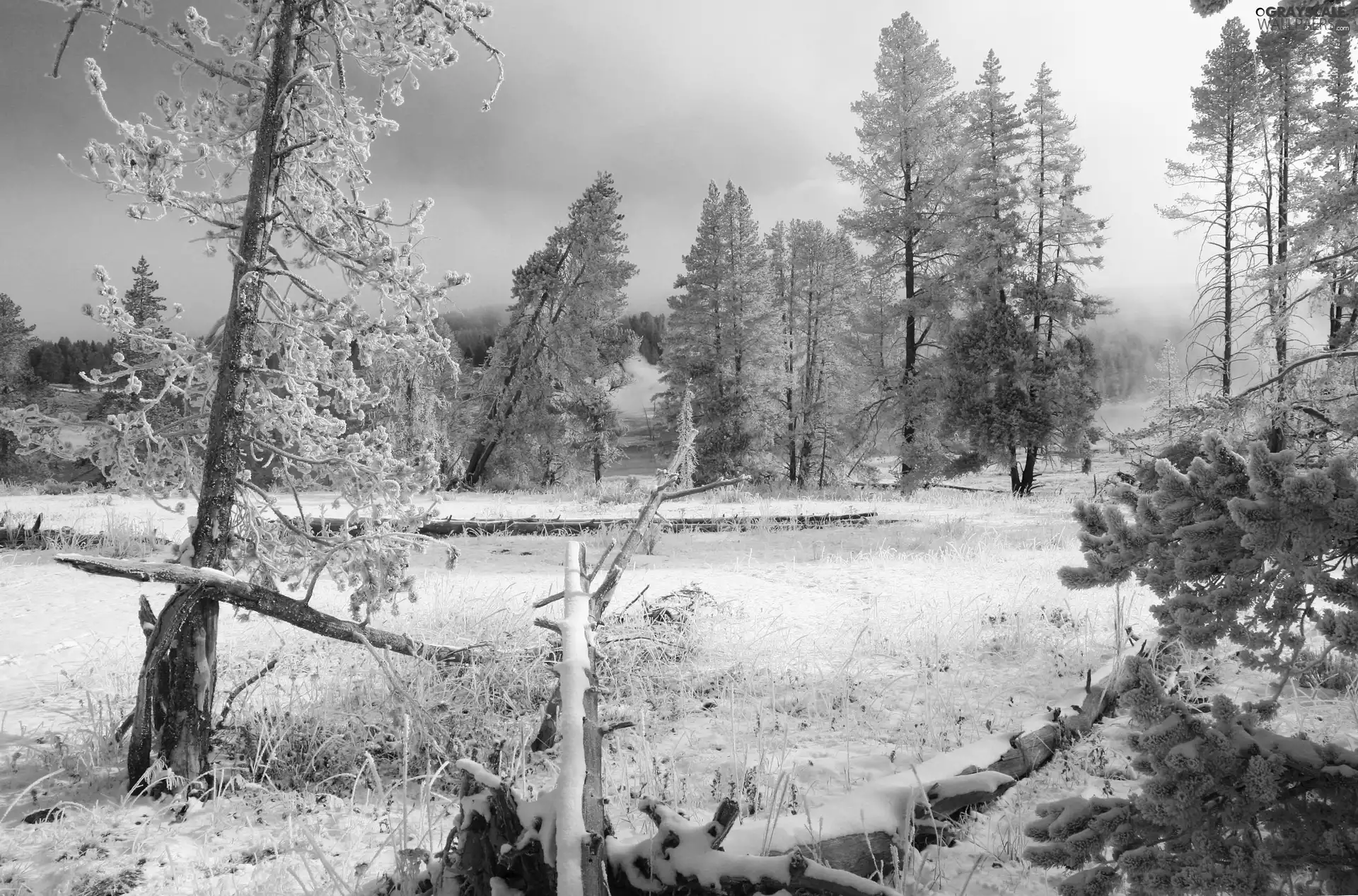 viewes, winter, field, trees, woods